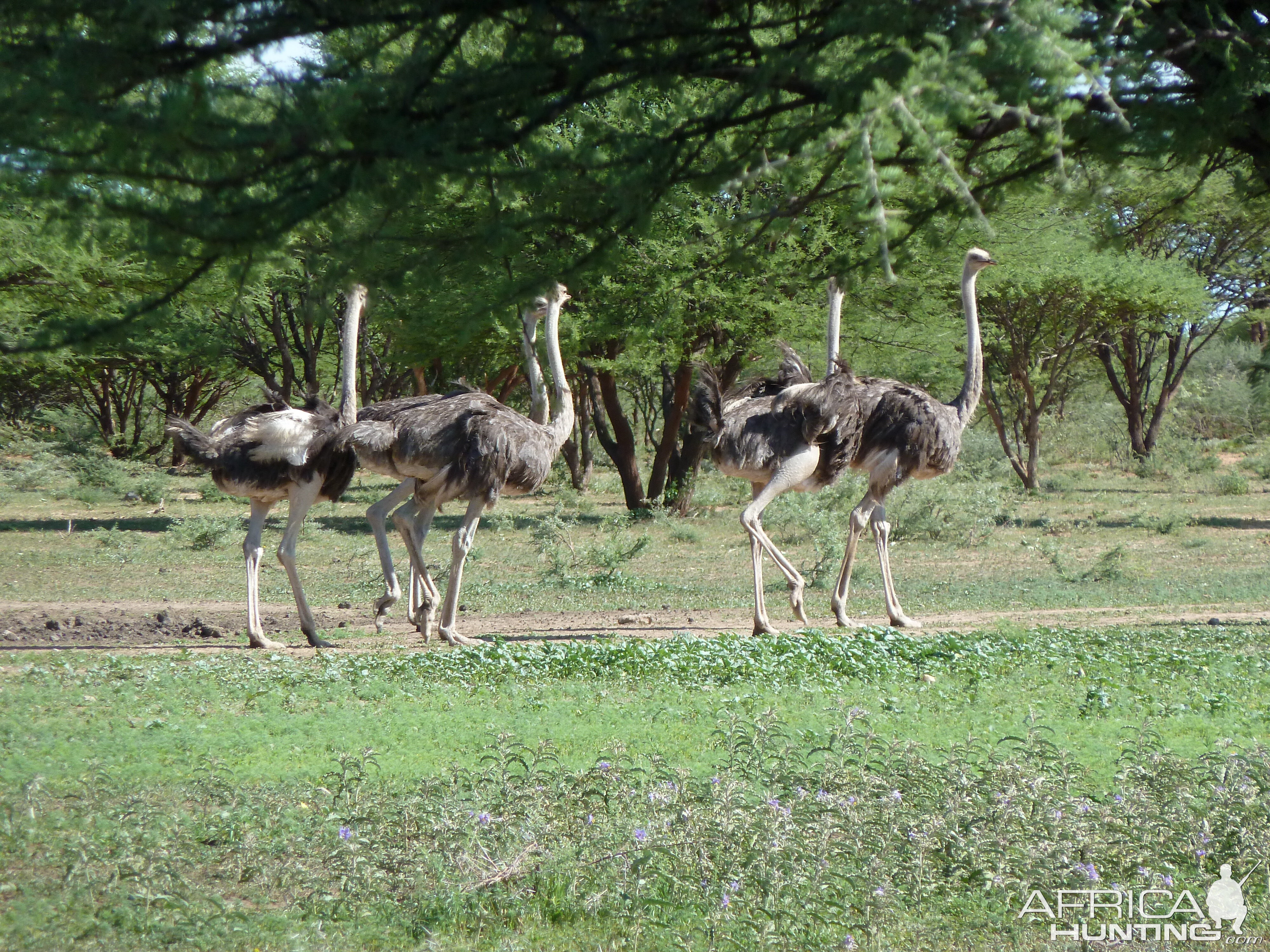 Ostrich Namibia