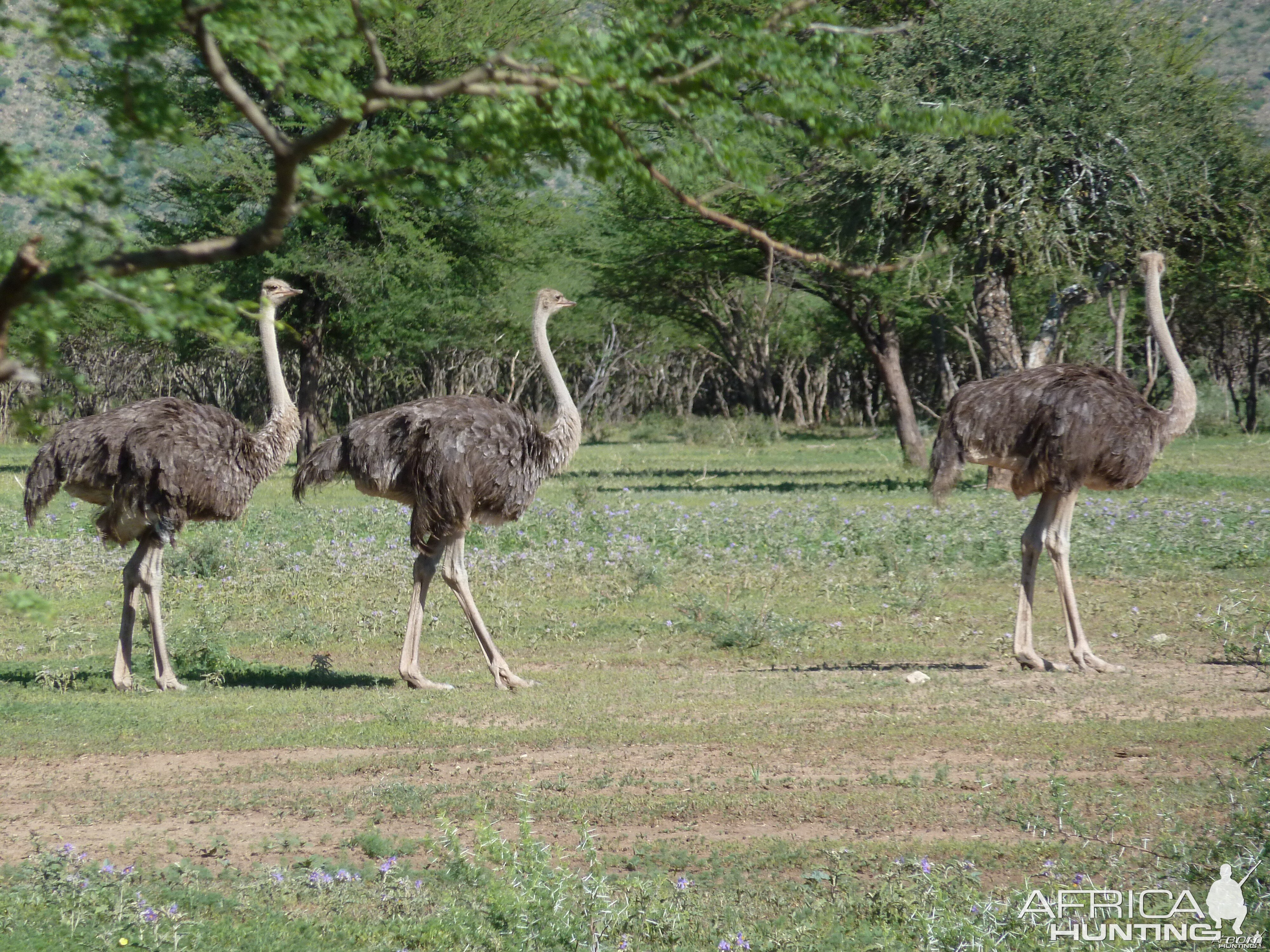 Ostrich Namibia