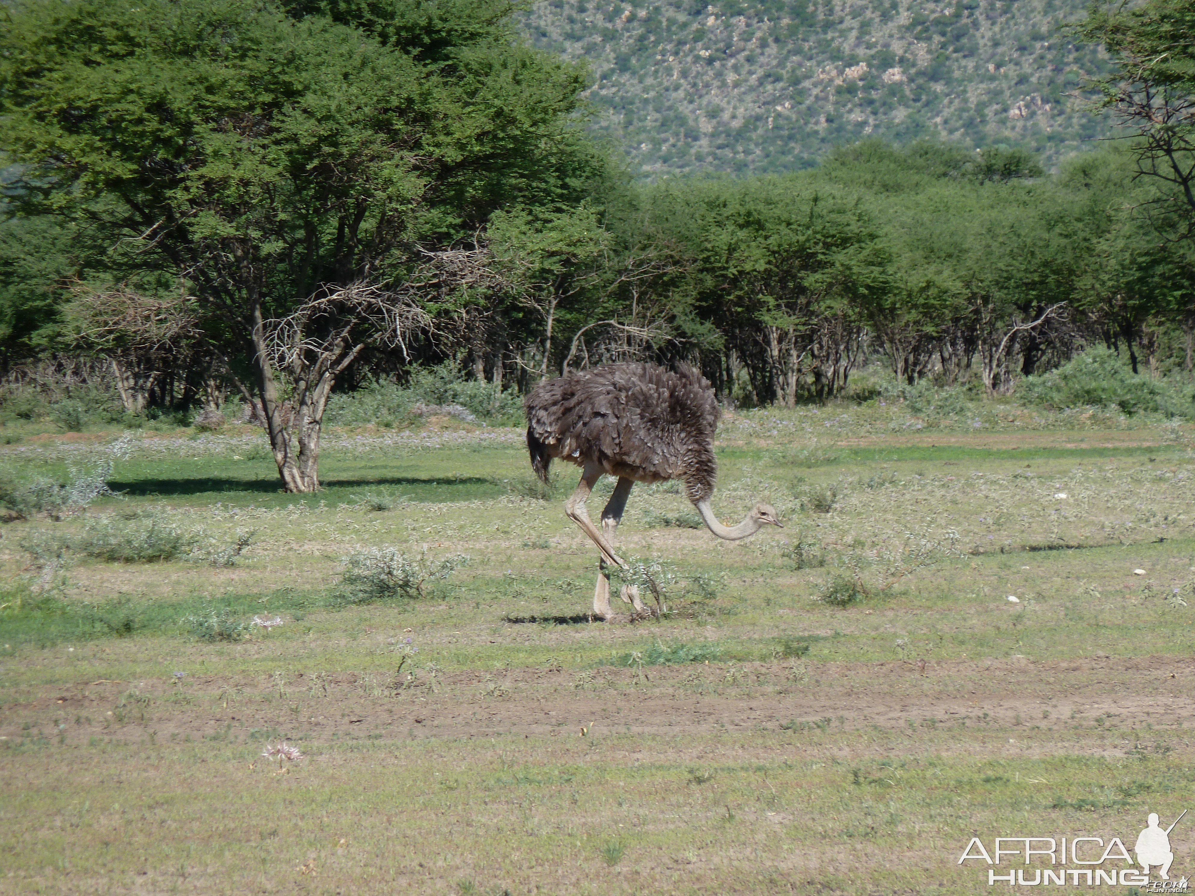 Ostrich Namibia