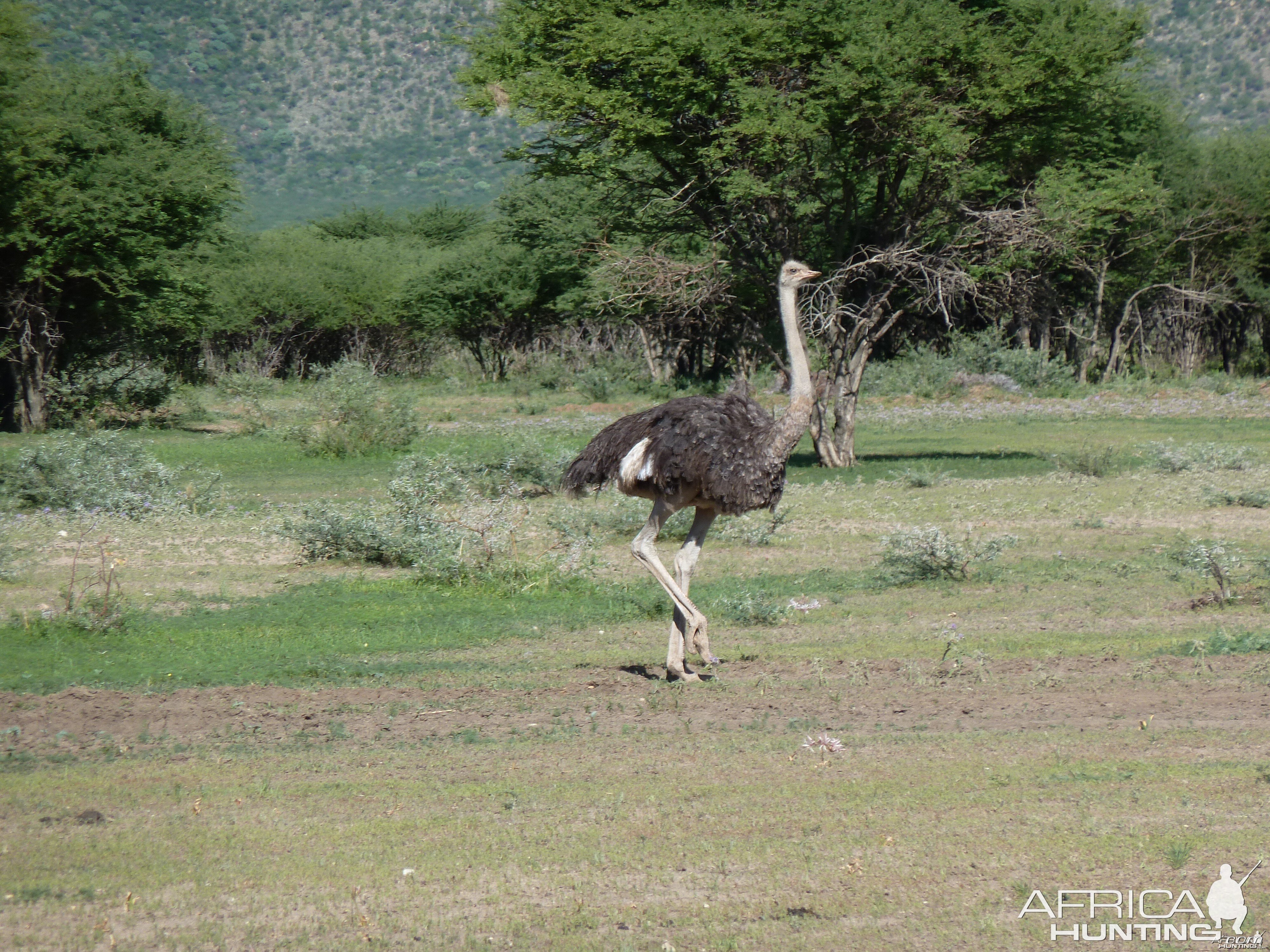 Ostrich Namibia