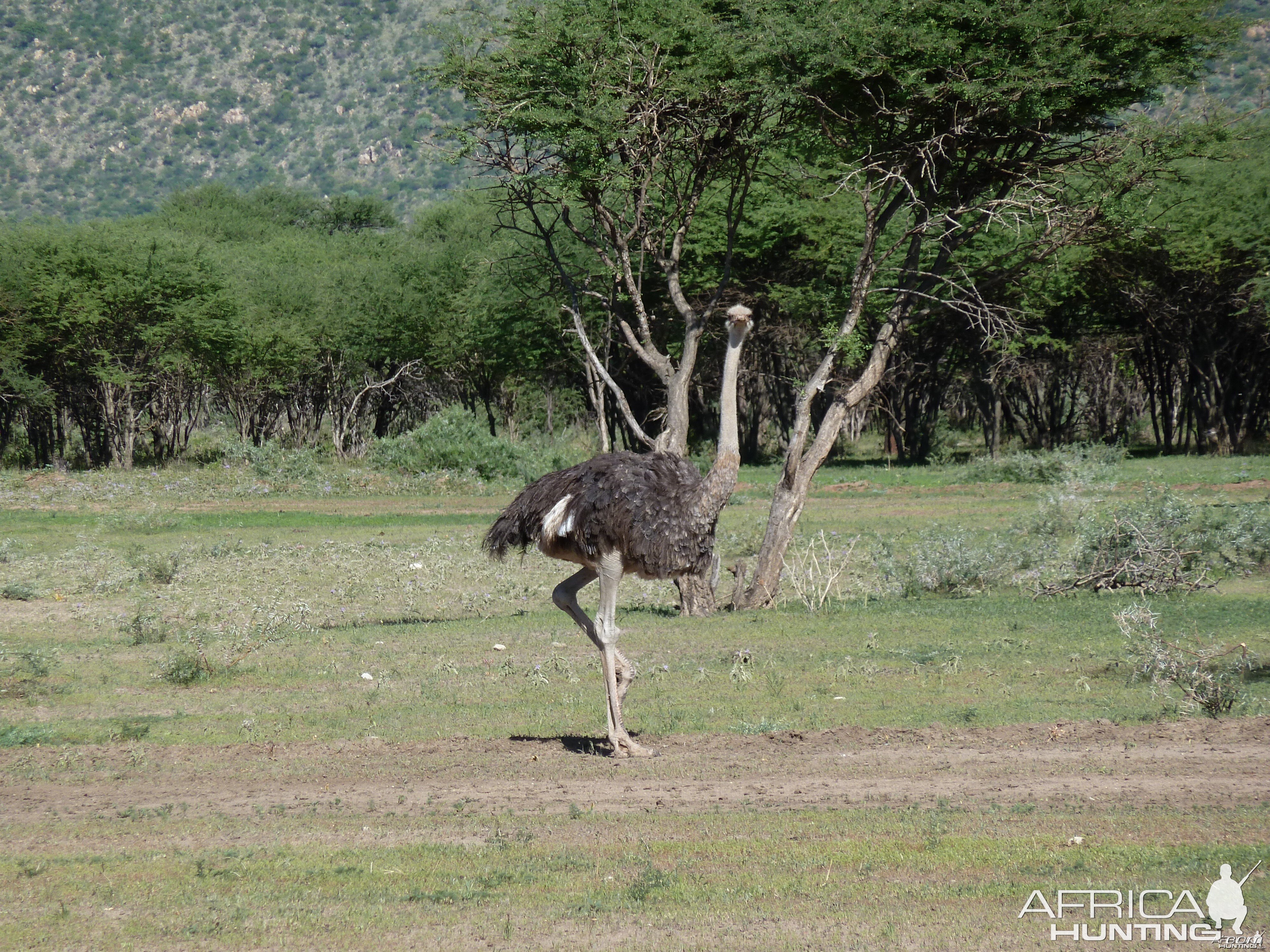 Ostrich Namibia