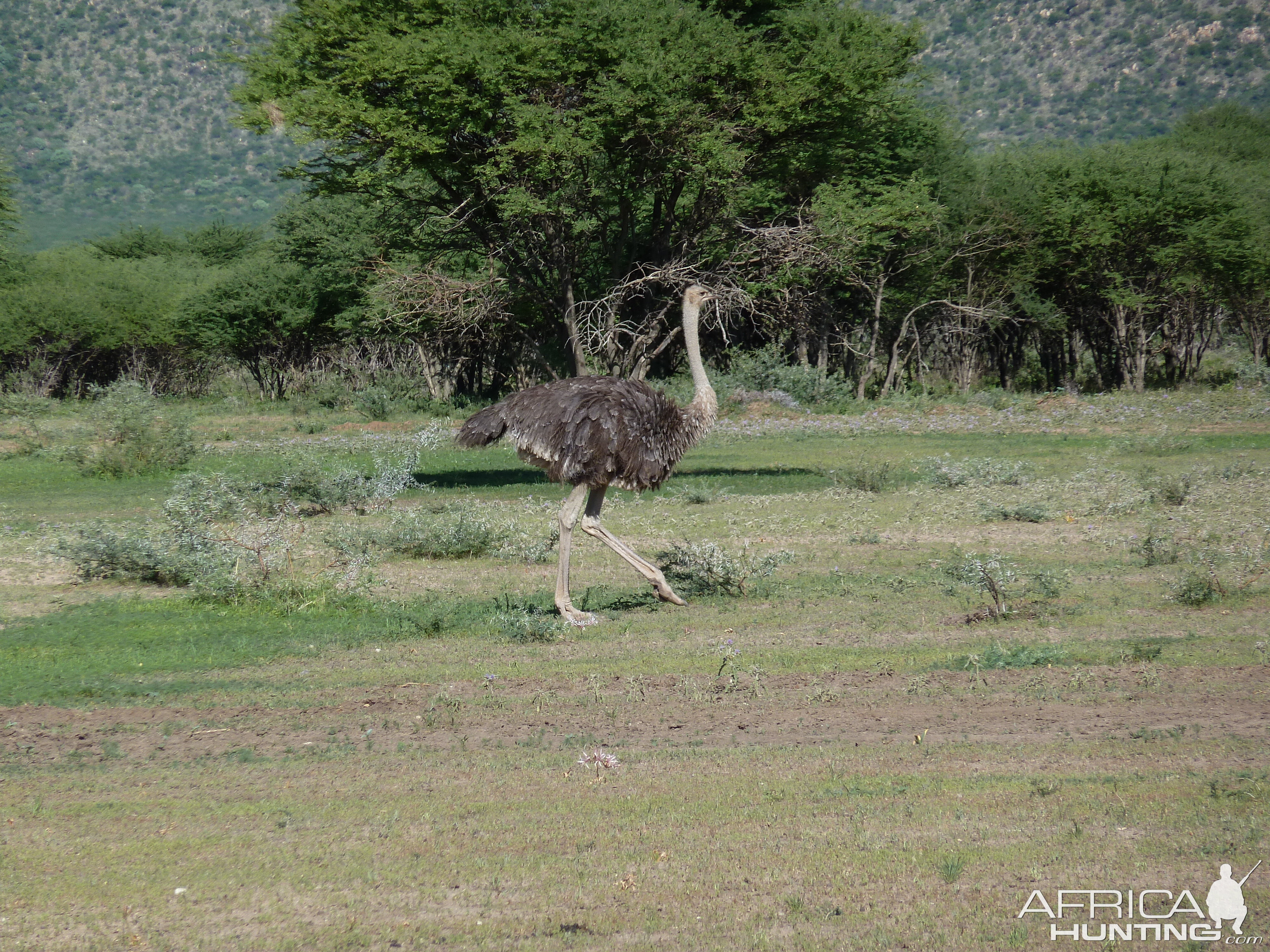 Ostrich Namibia