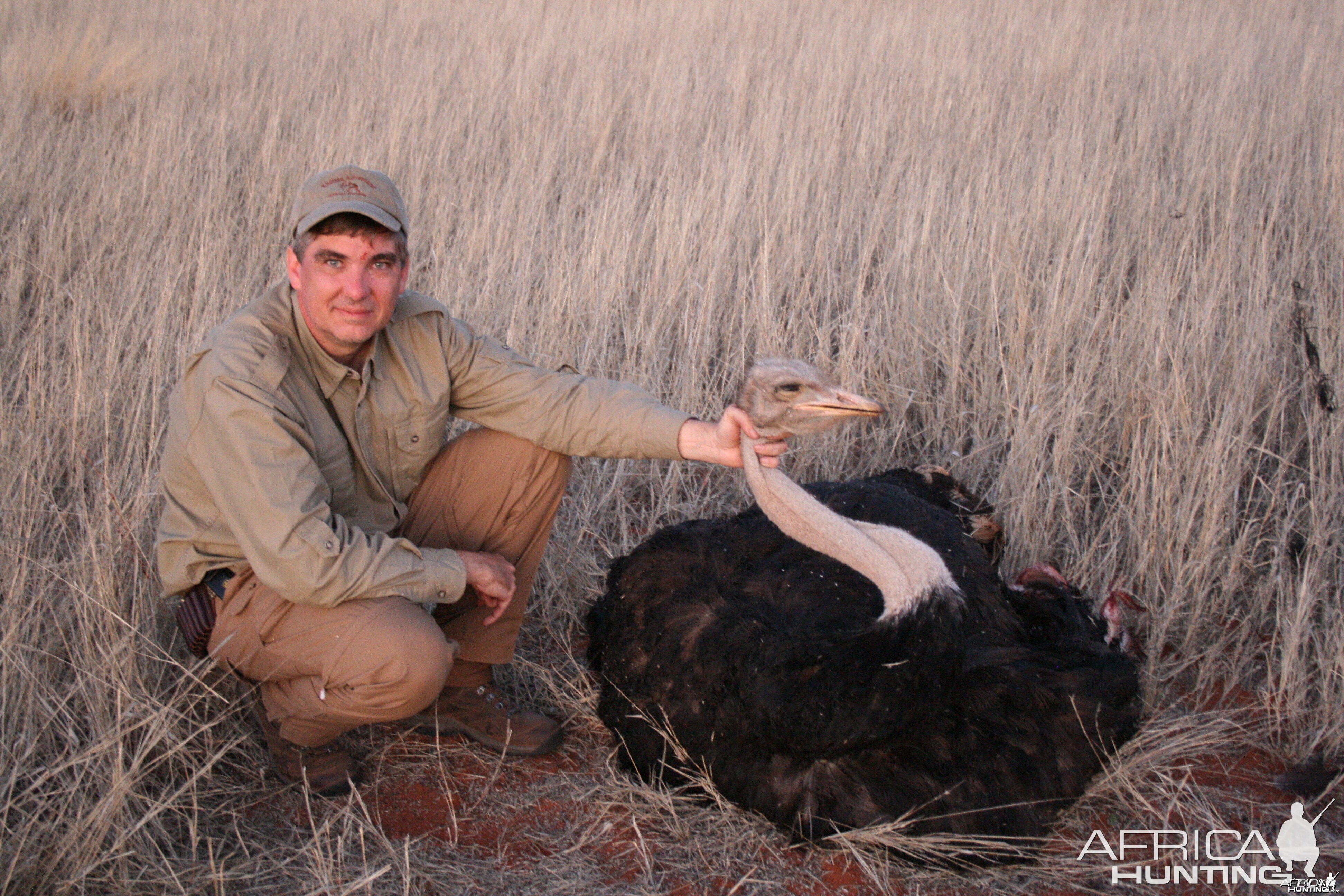 Ostrich, Namibia