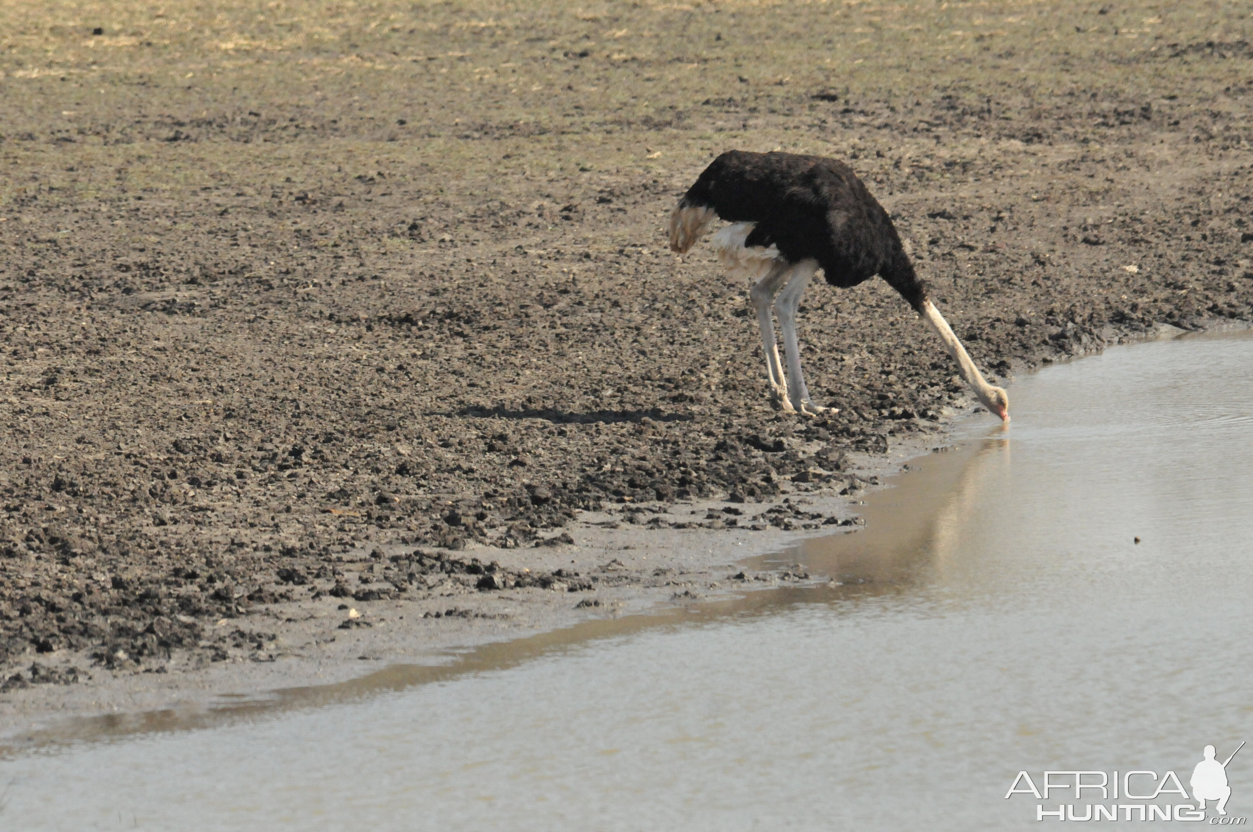 Ostrich Namibia