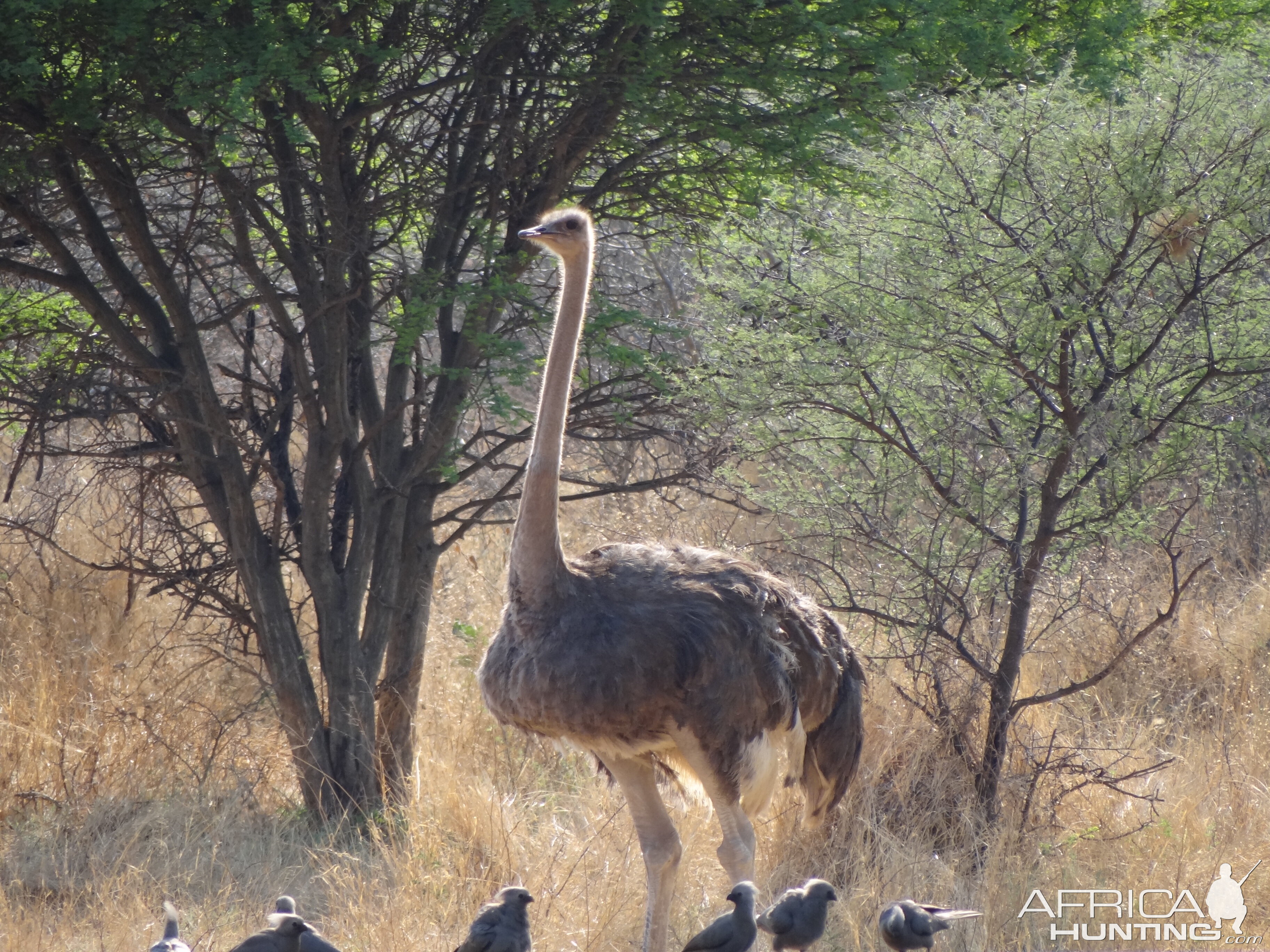 Ostrich Namibia