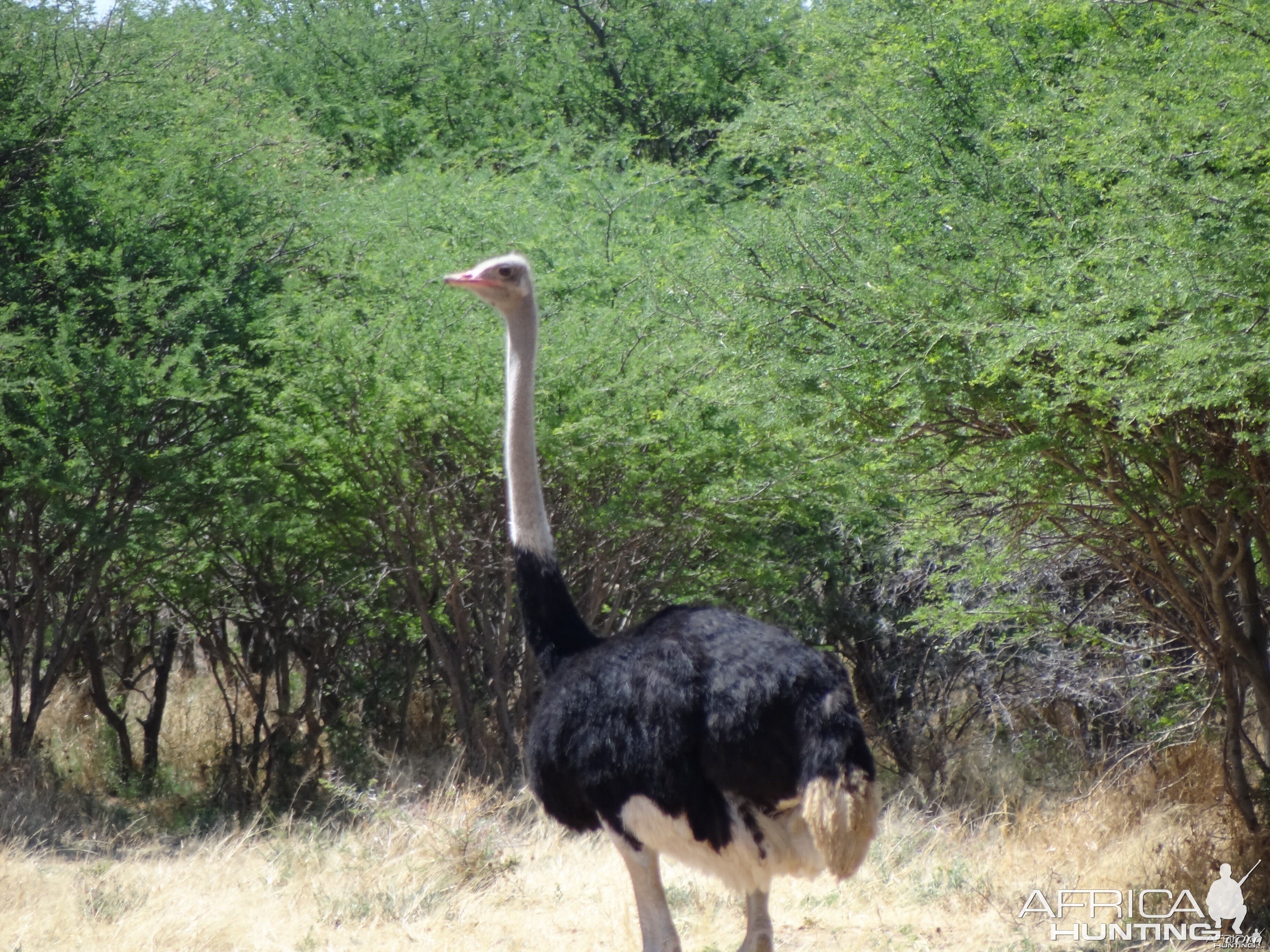 Ostrich Namibia