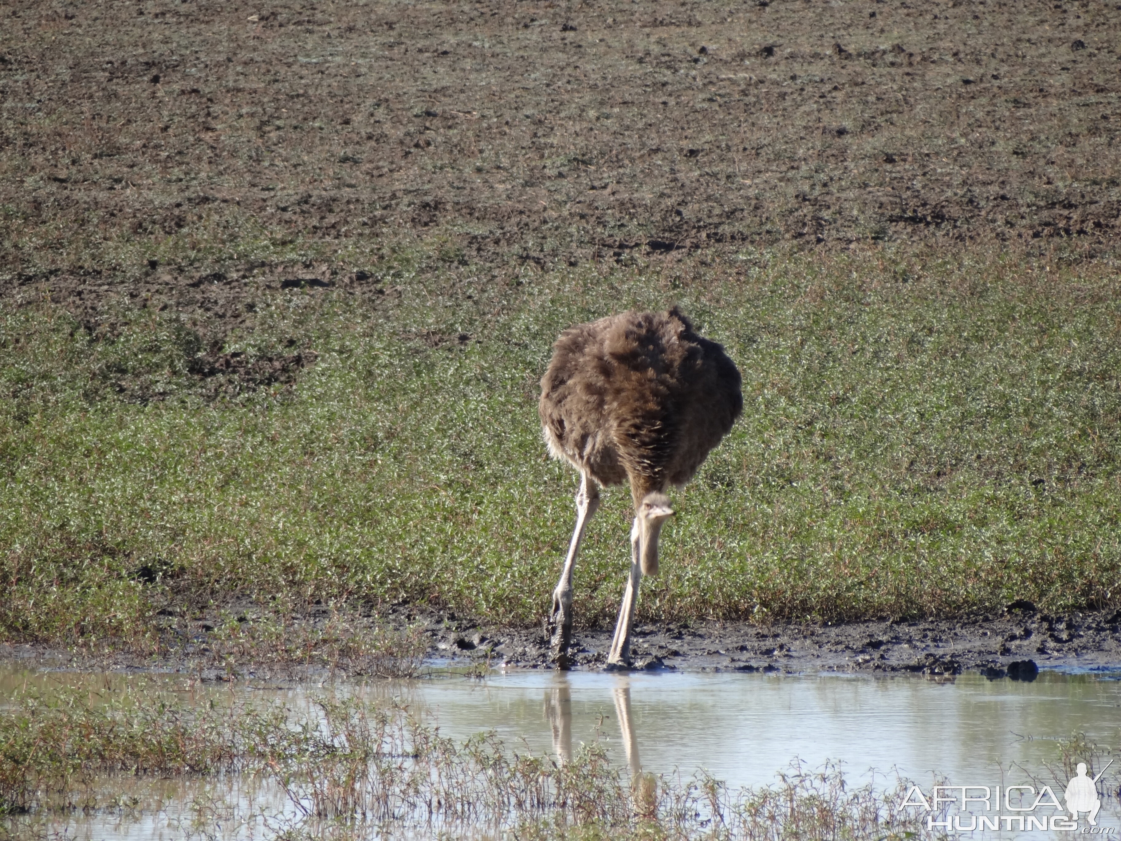 Ostrich Namibia