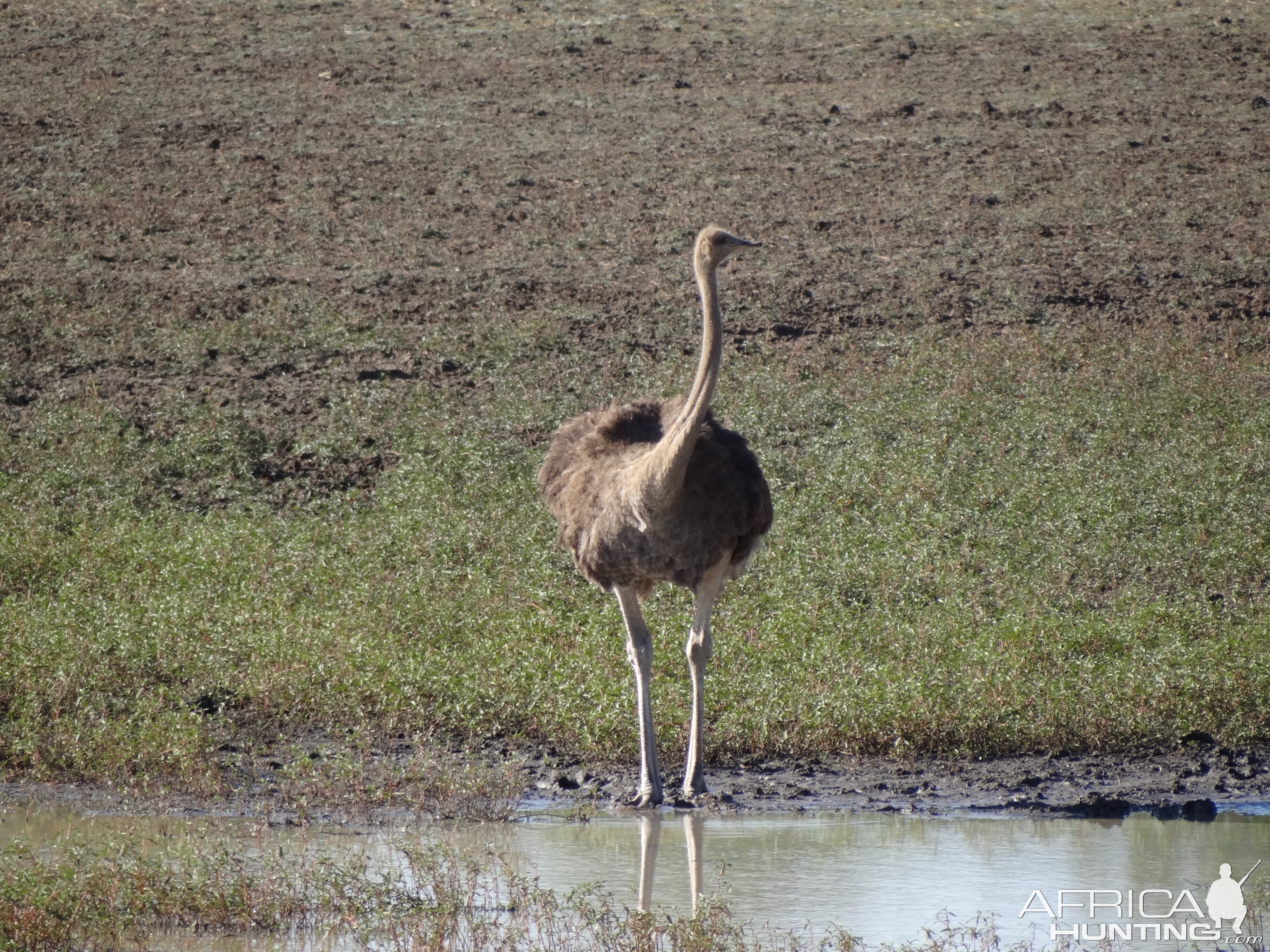 Ostrich Namibia