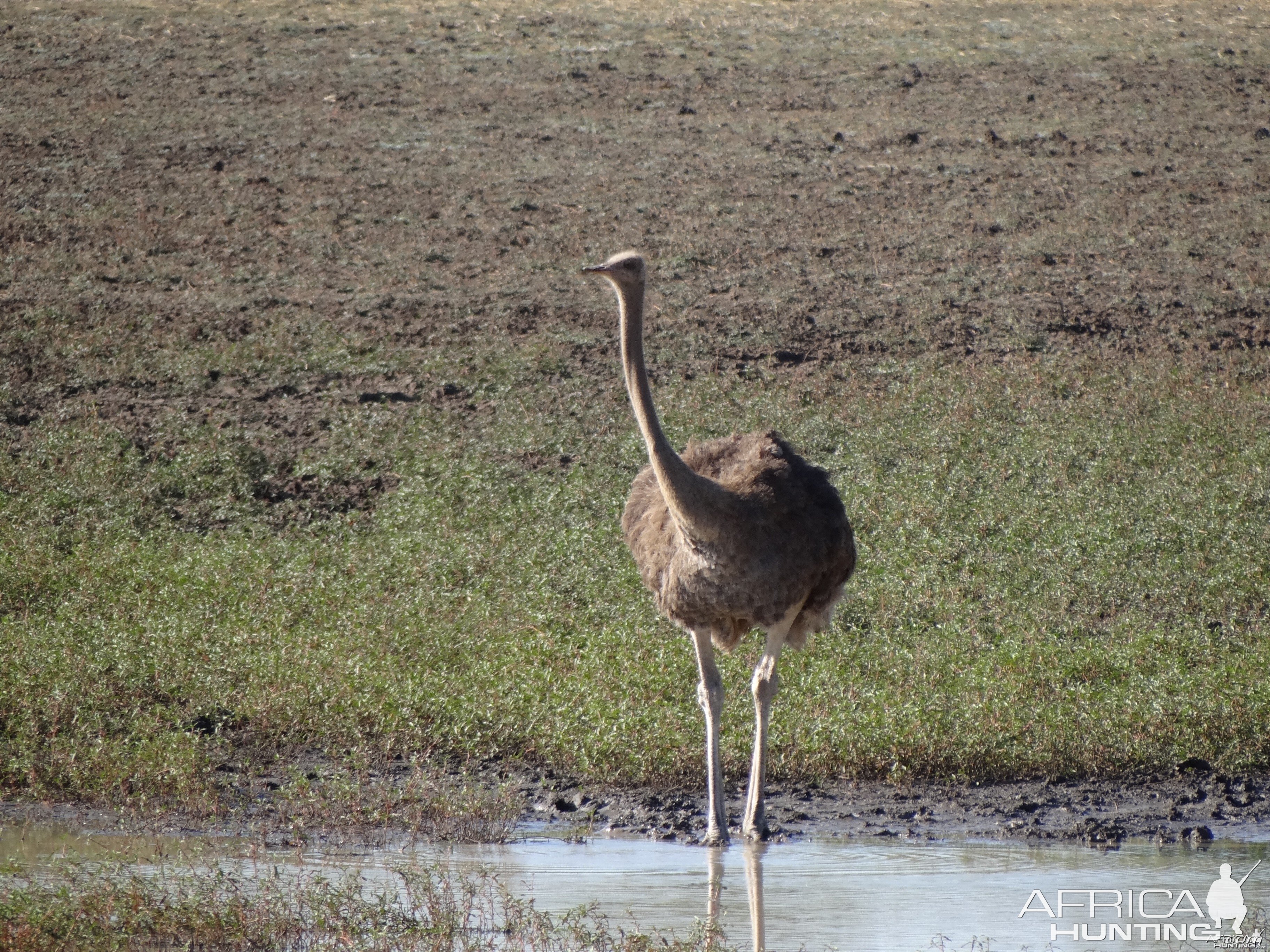 Ostrich Namibia