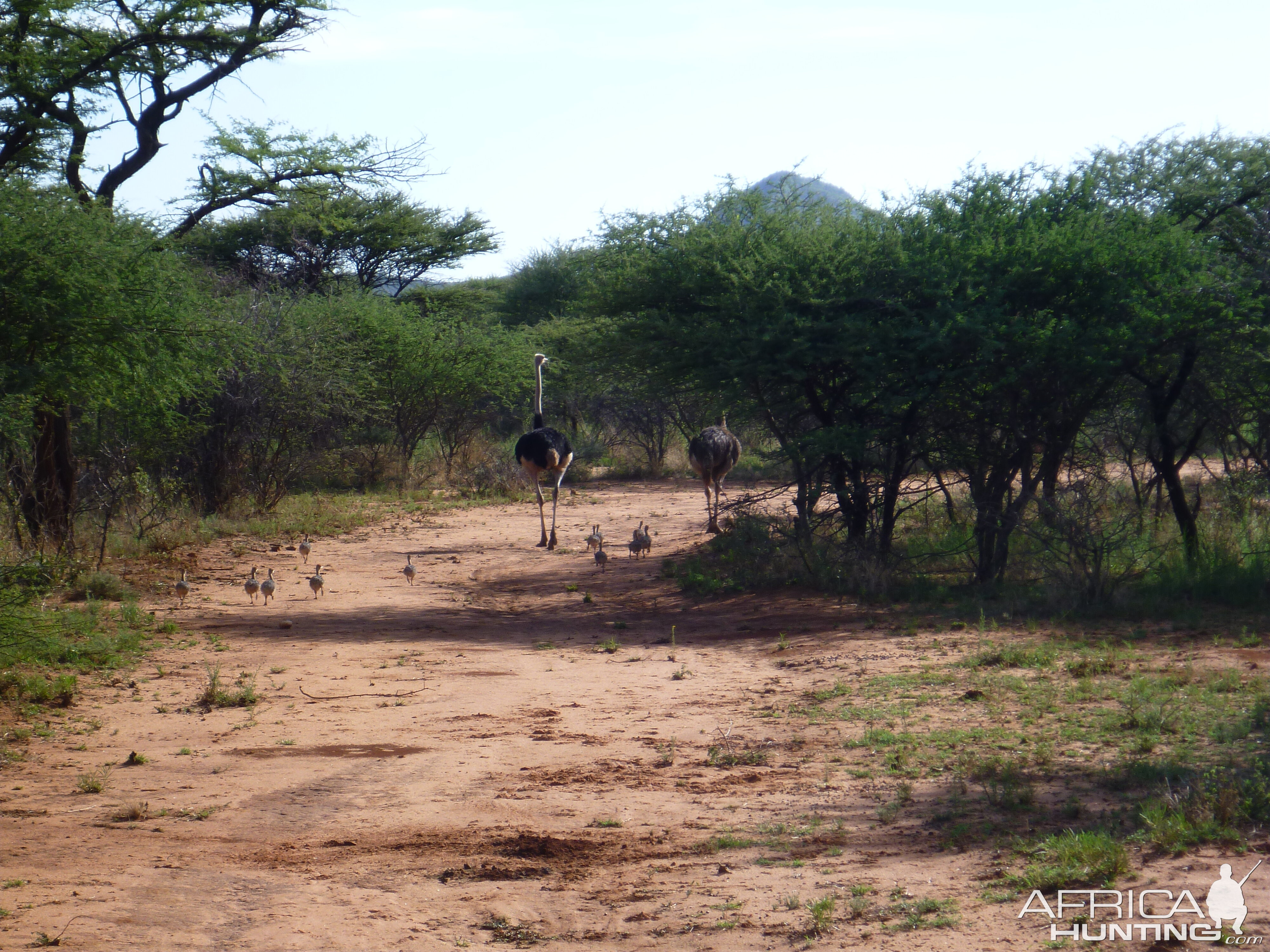 Ostrich Namibia