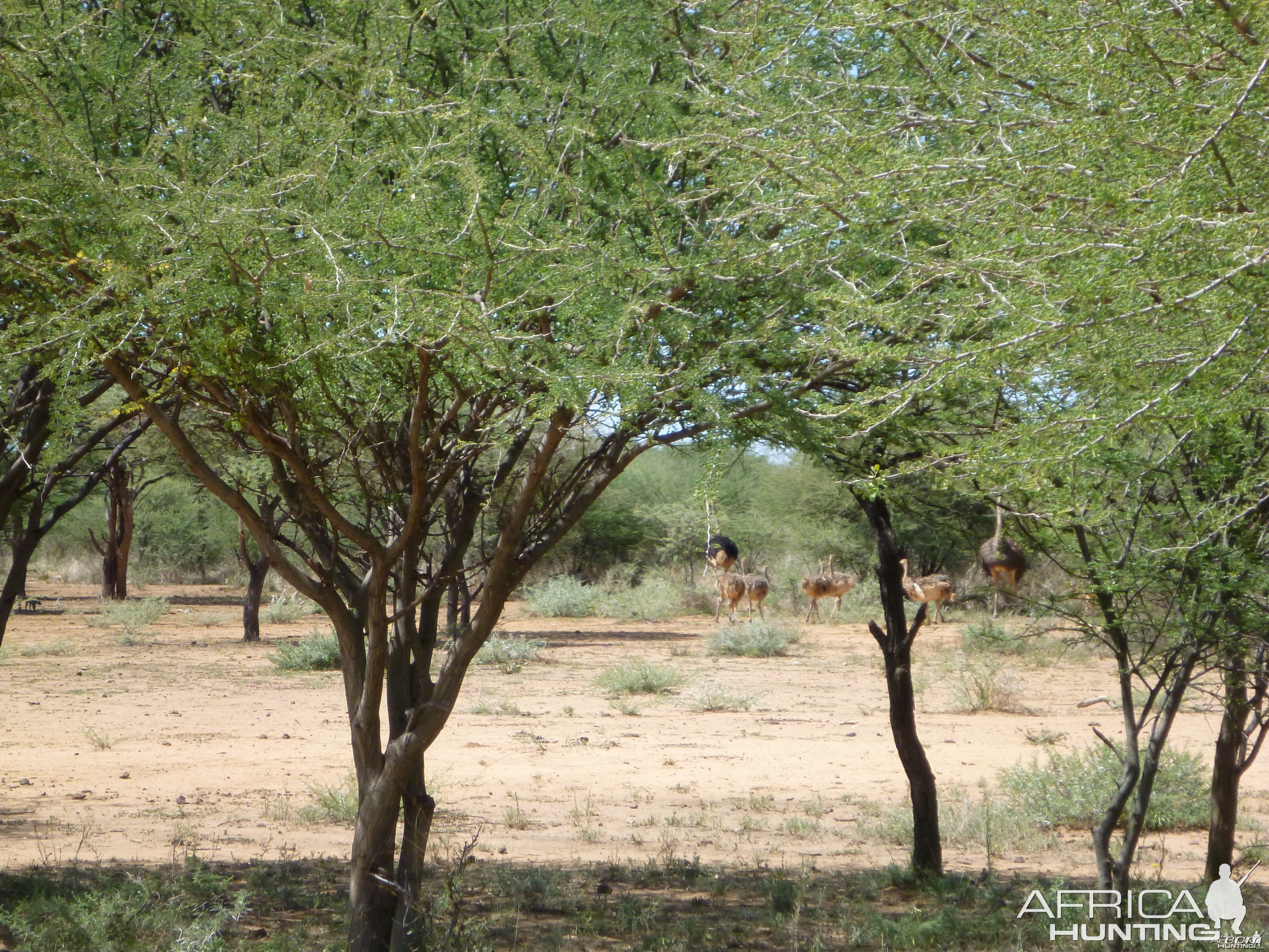 Ostrich Namibia