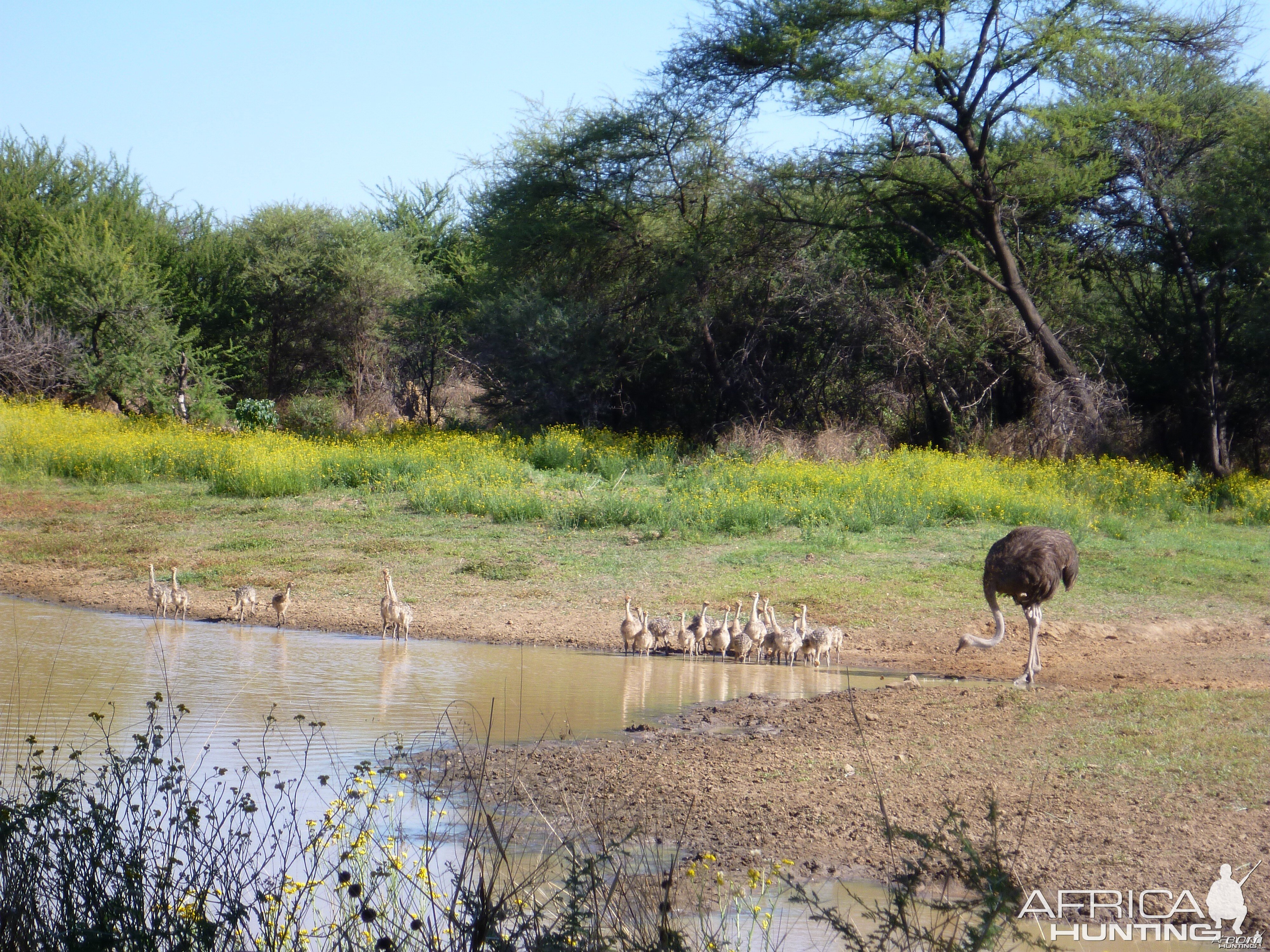 Ostrich Namibia