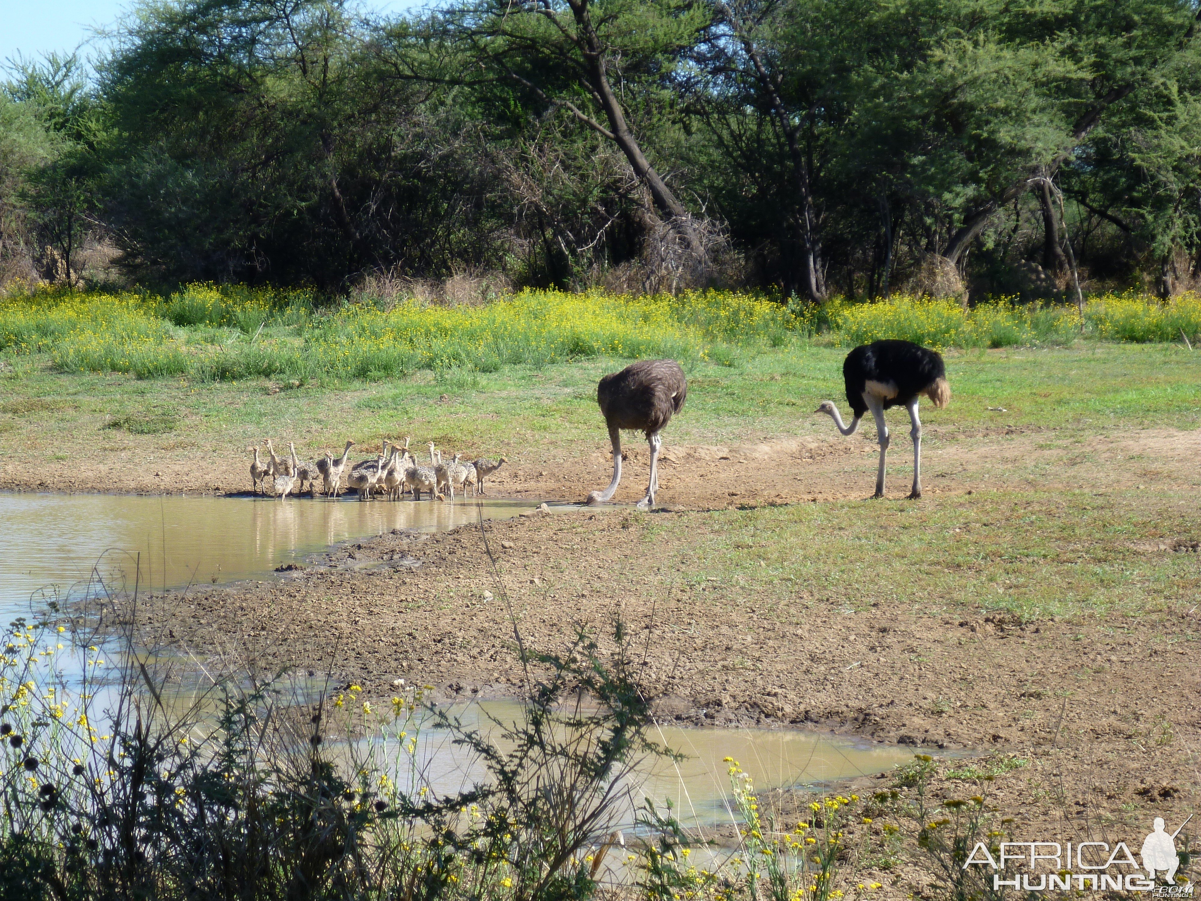 Ostrich Namibia