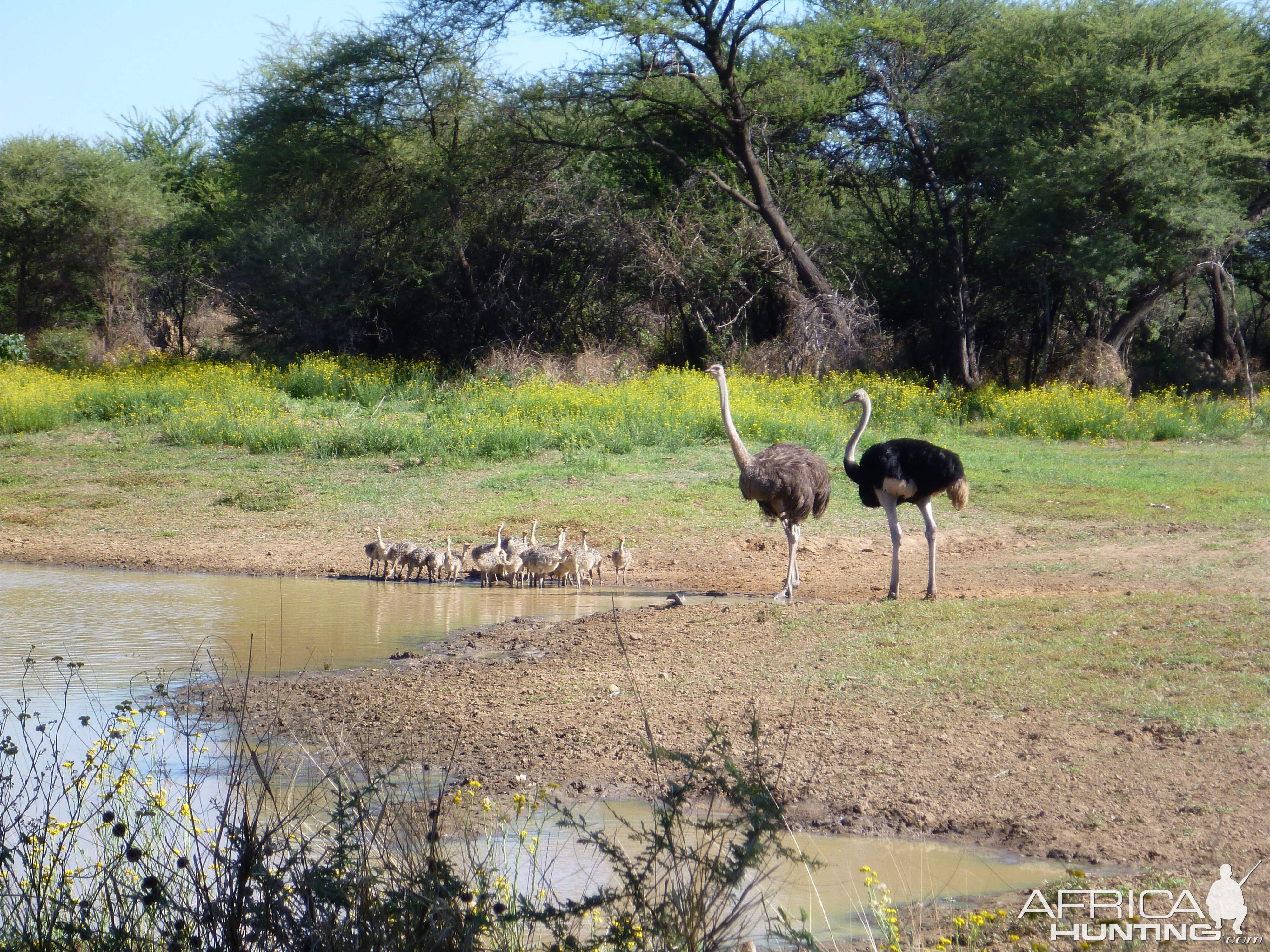 Ostrich Namibia