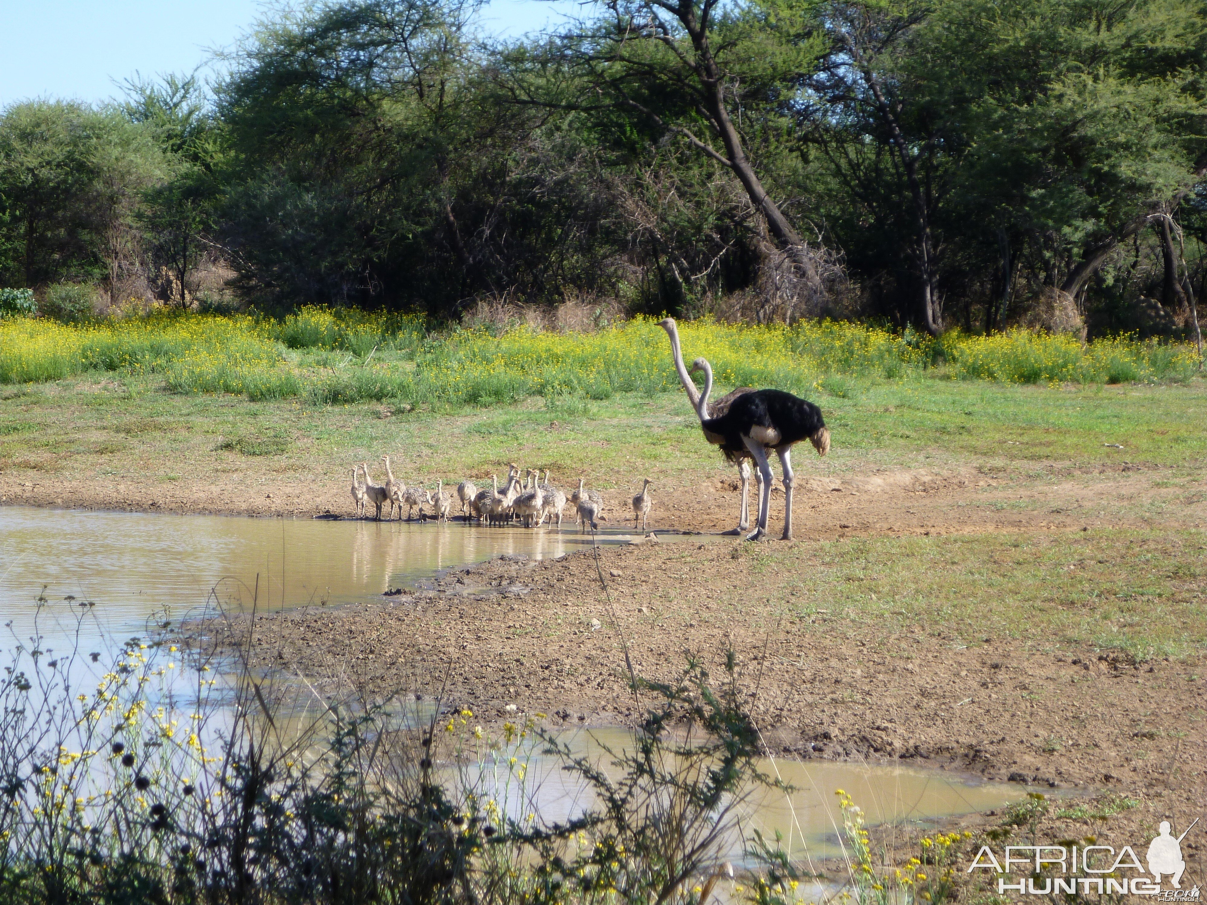 Ostrich Namibia