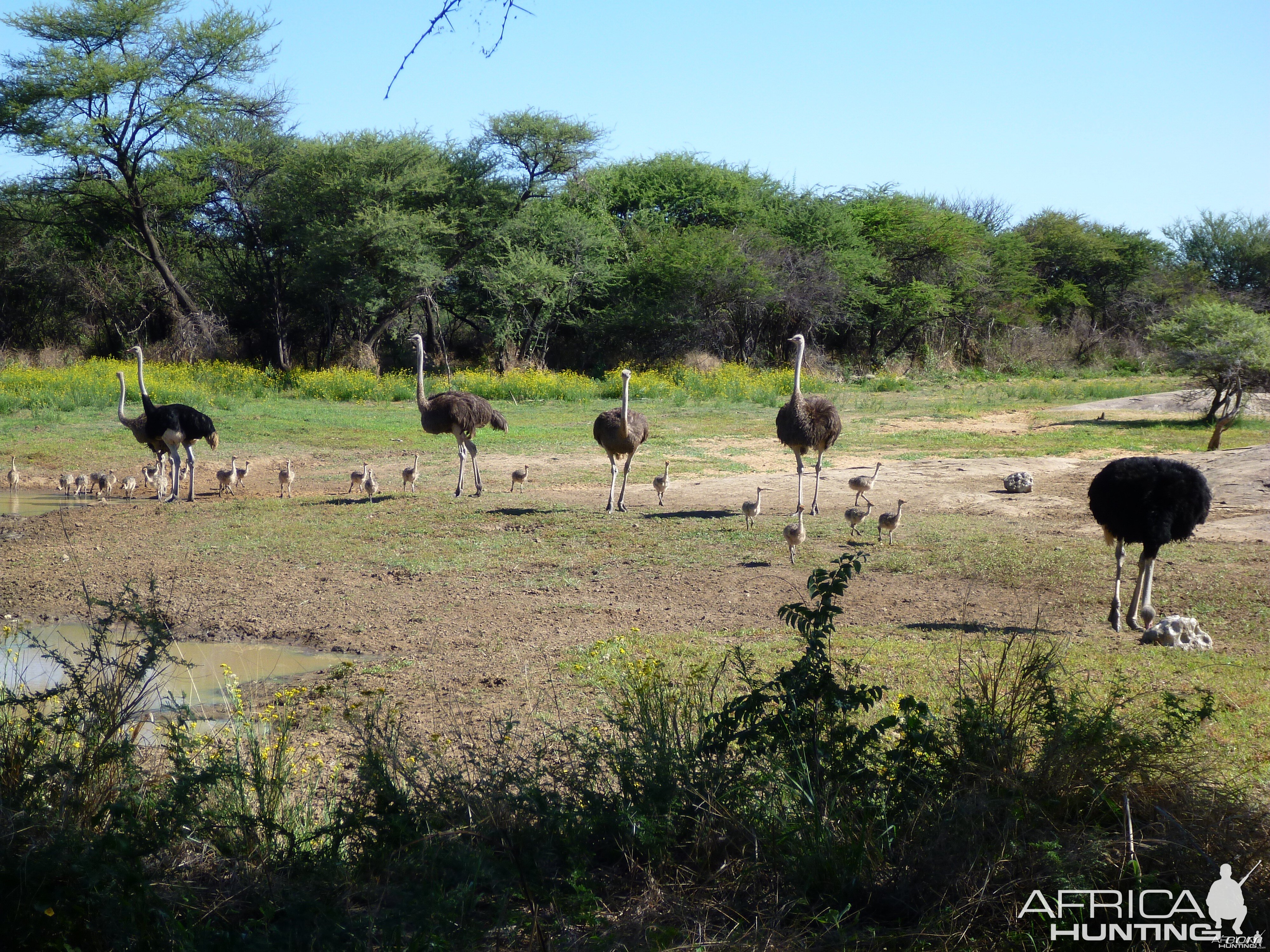 Ostrich Namibia