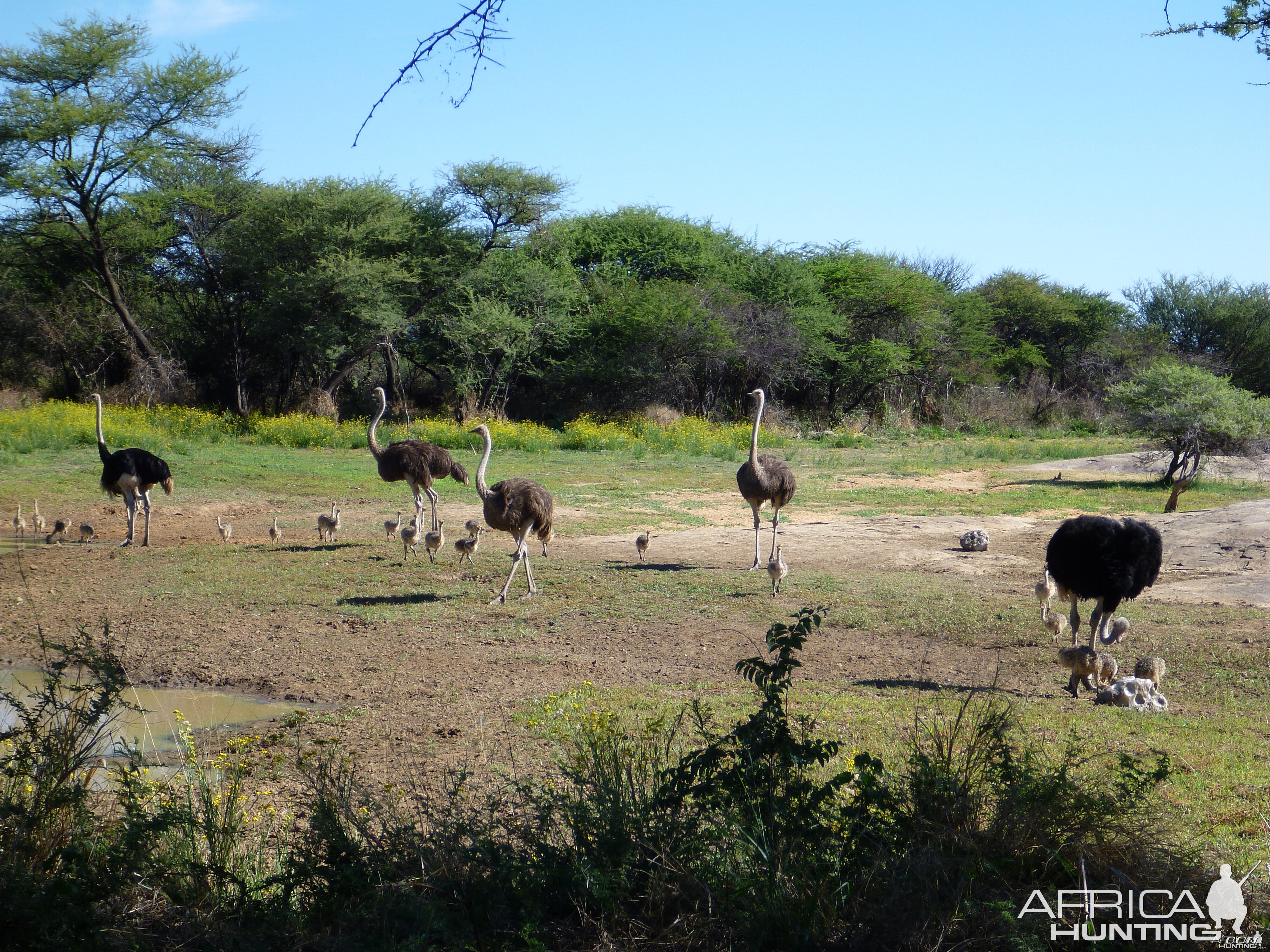 Ostrich Namibia