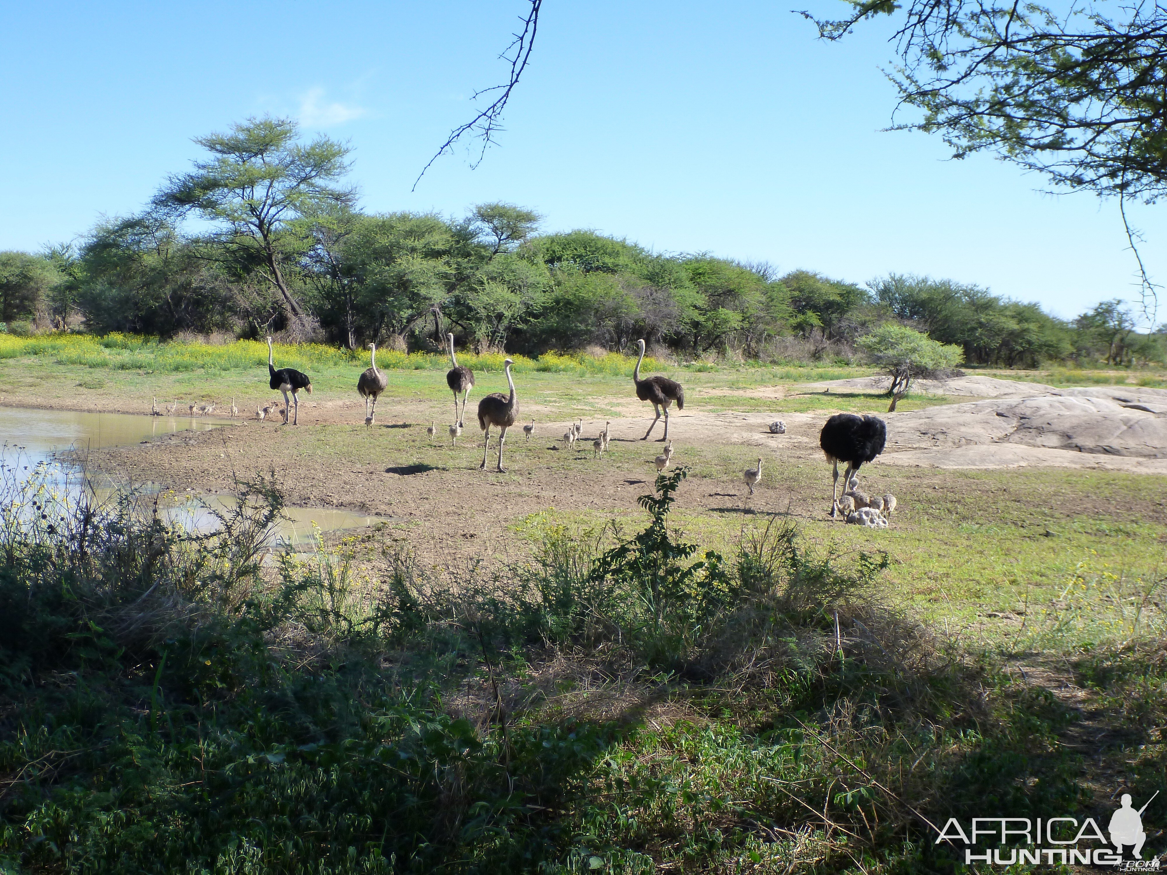 Ostrich Namibia