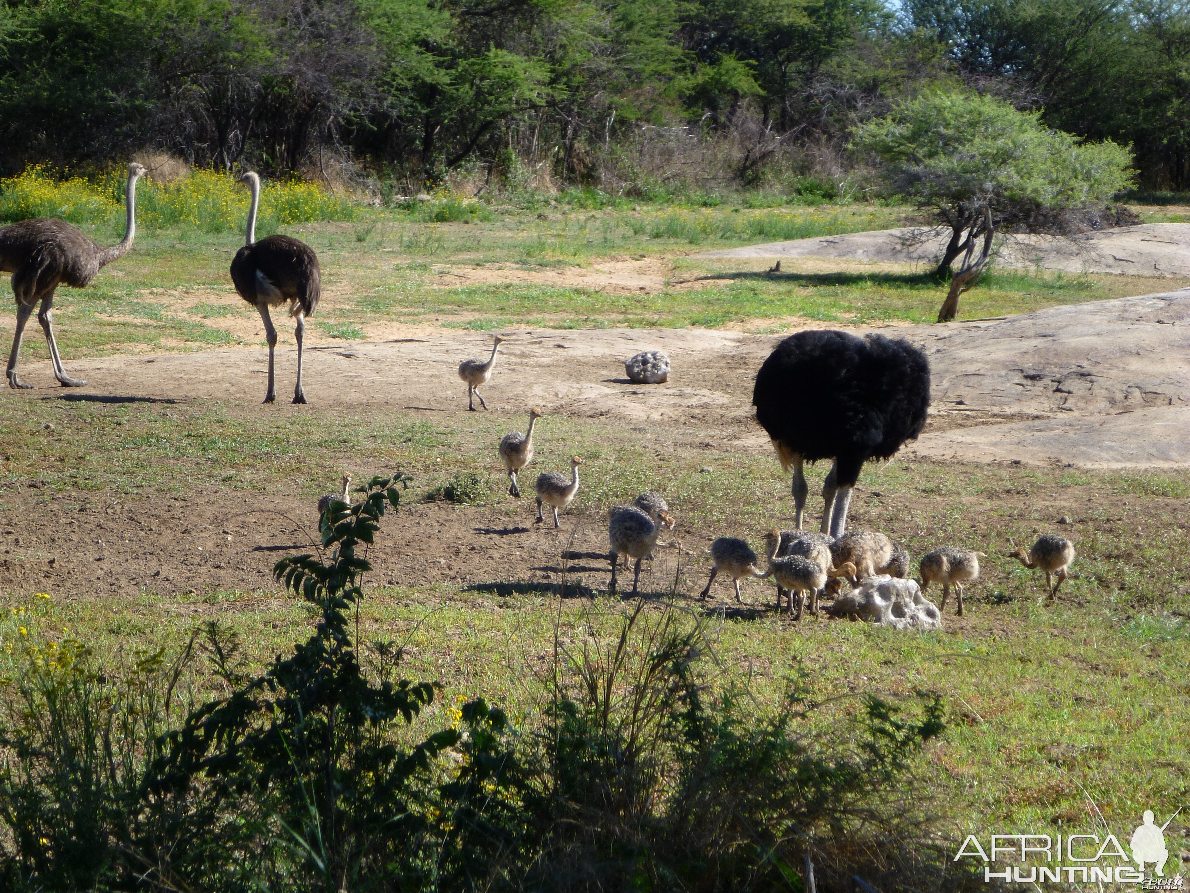 Ostrich Namibia