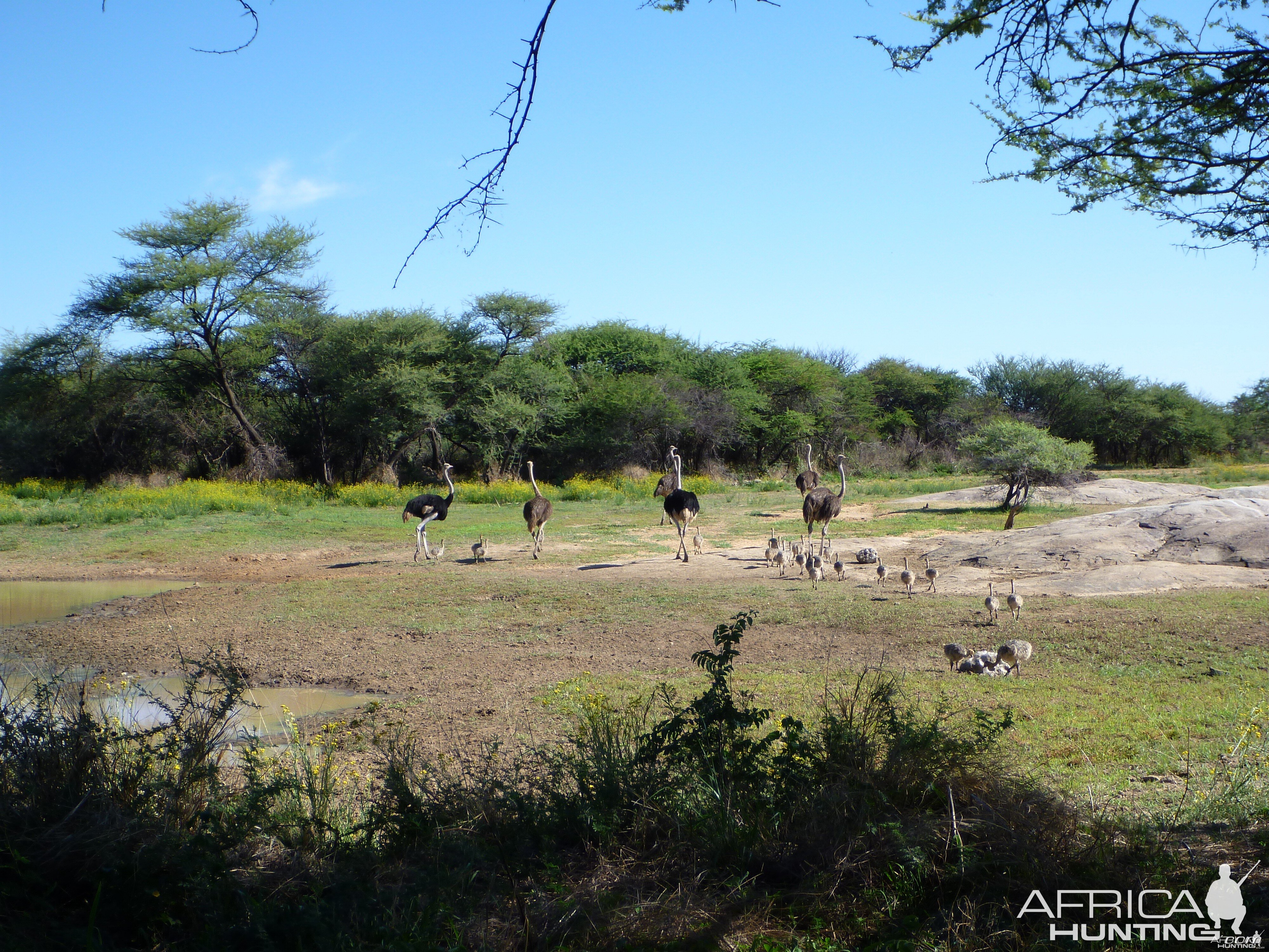 Ostrich Namibia