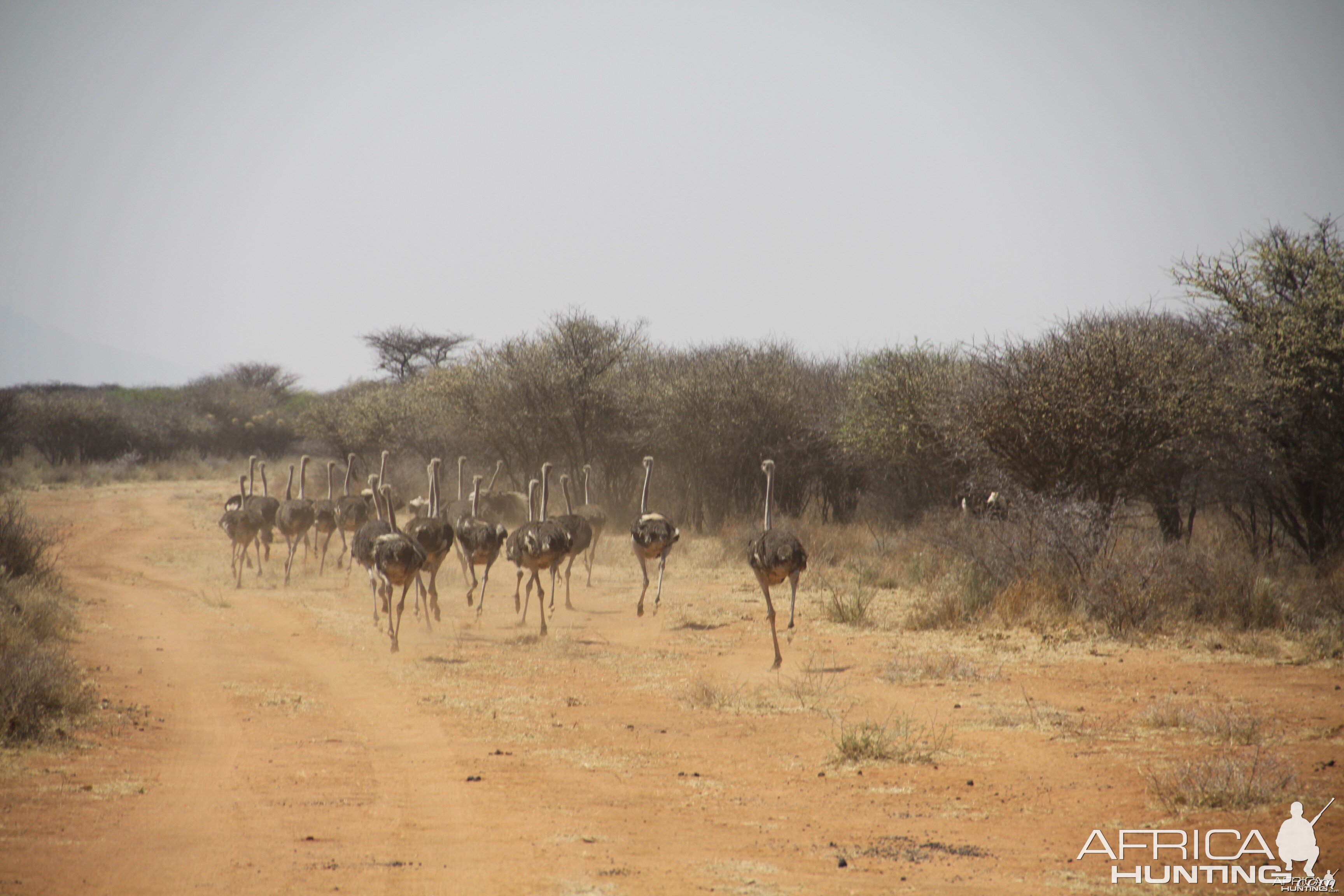 Ostrich Namibia