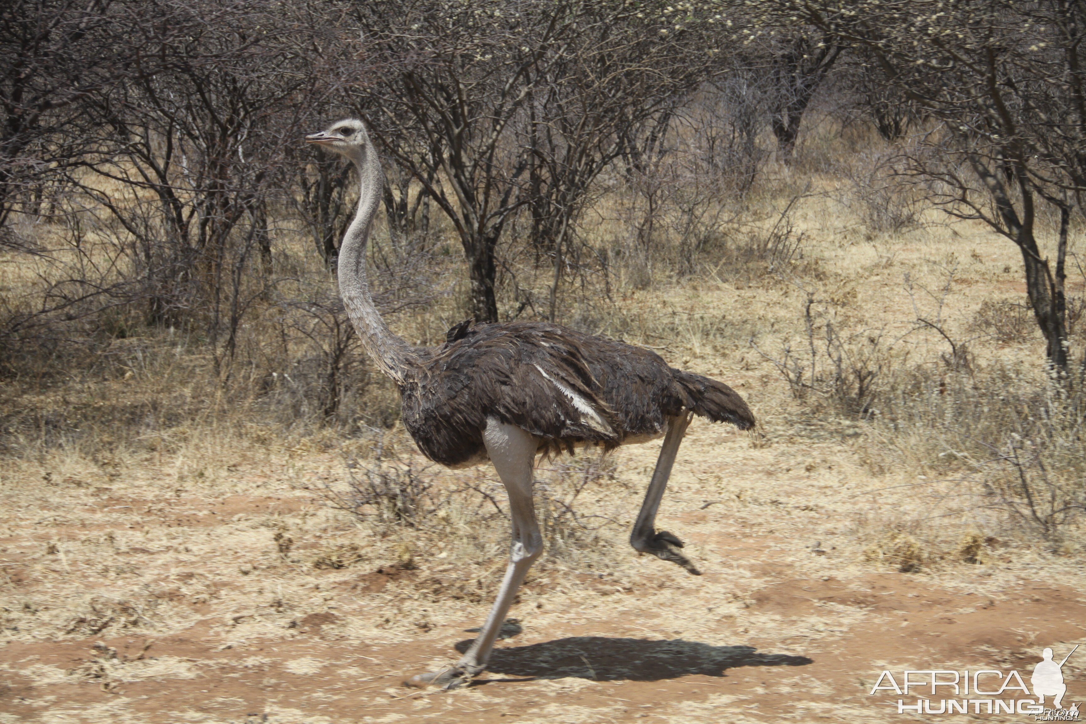 Ostrich Namibia