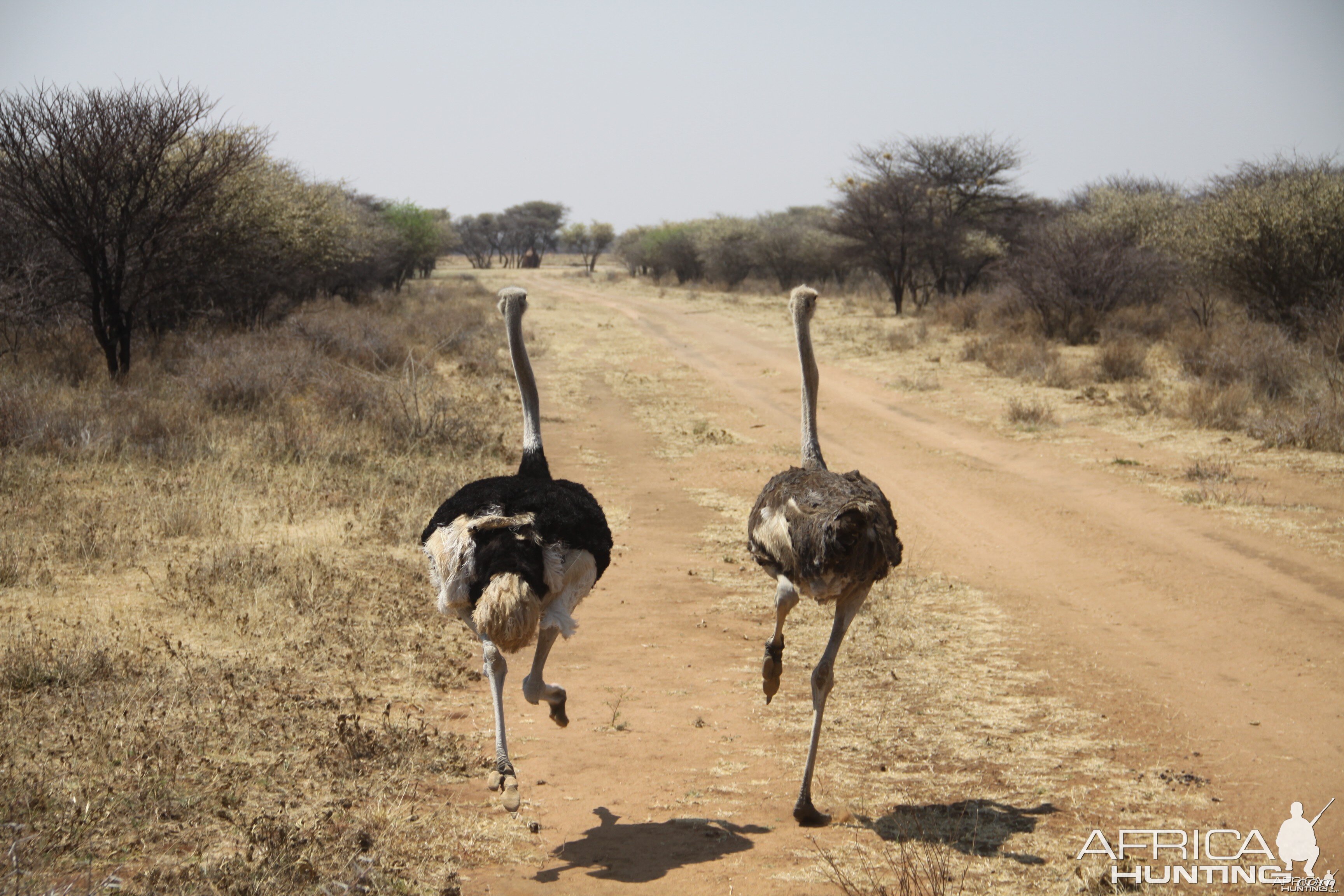 Ostrich Namibia