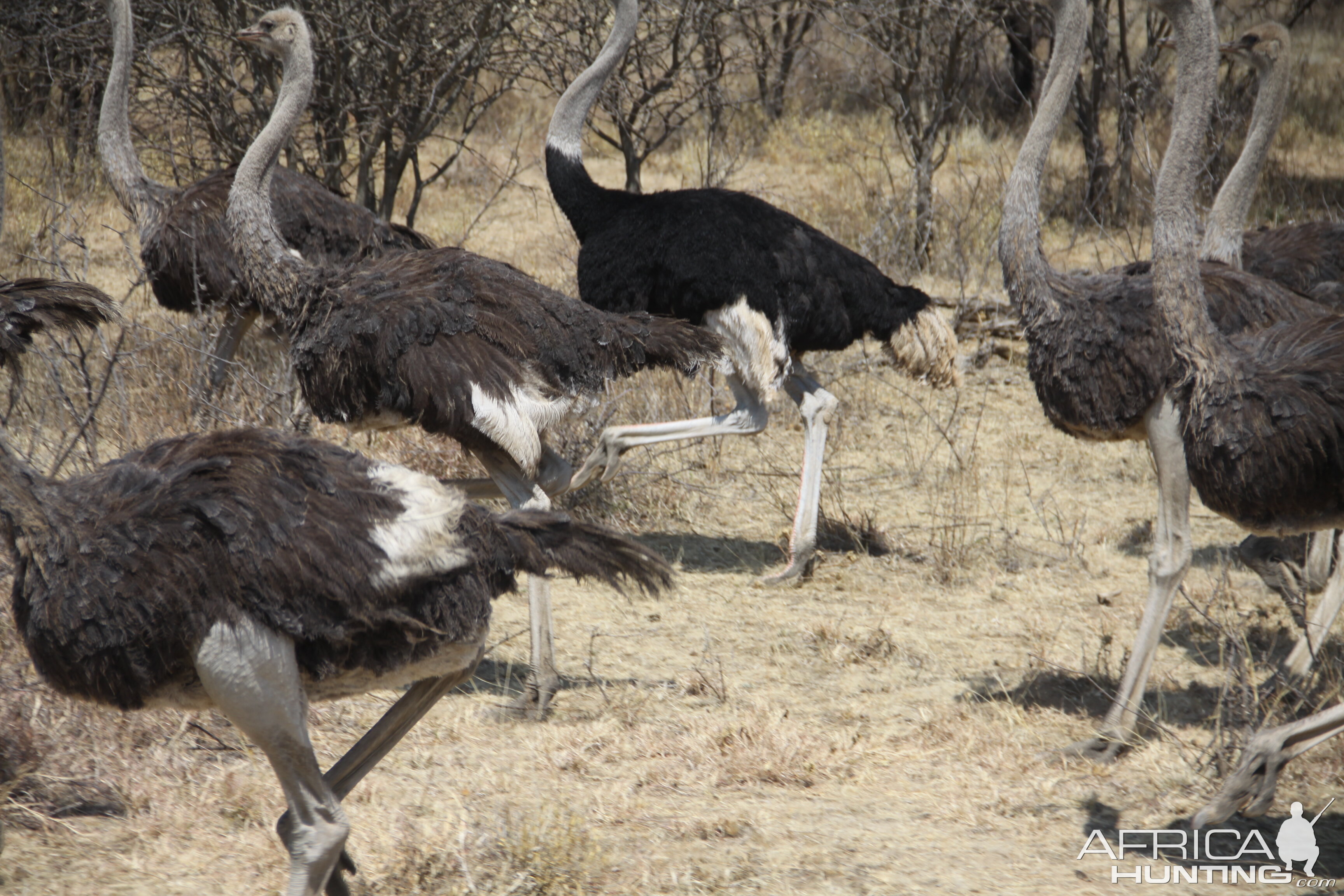 Ostrich Namibia