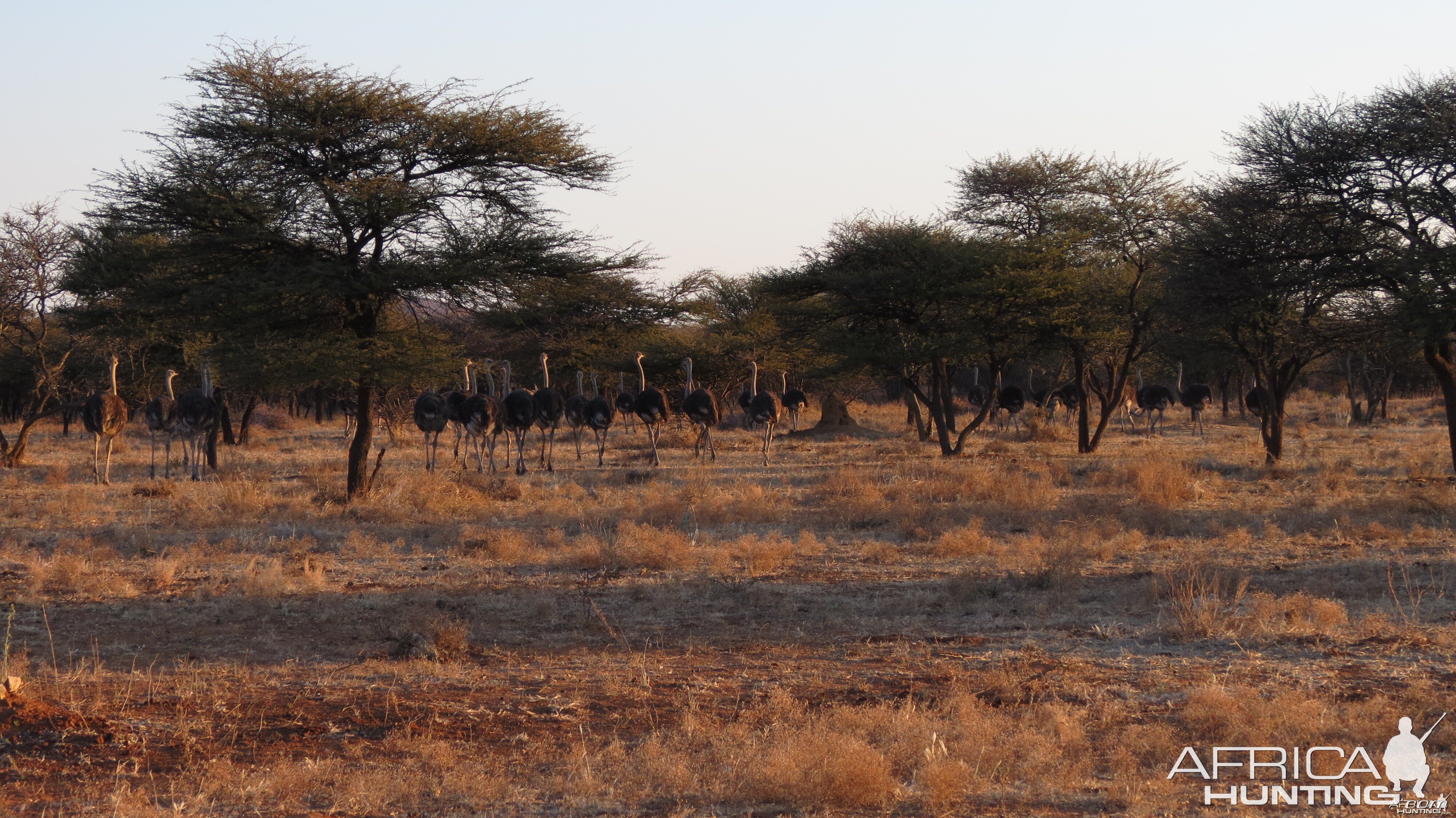 Ostrich Namibia