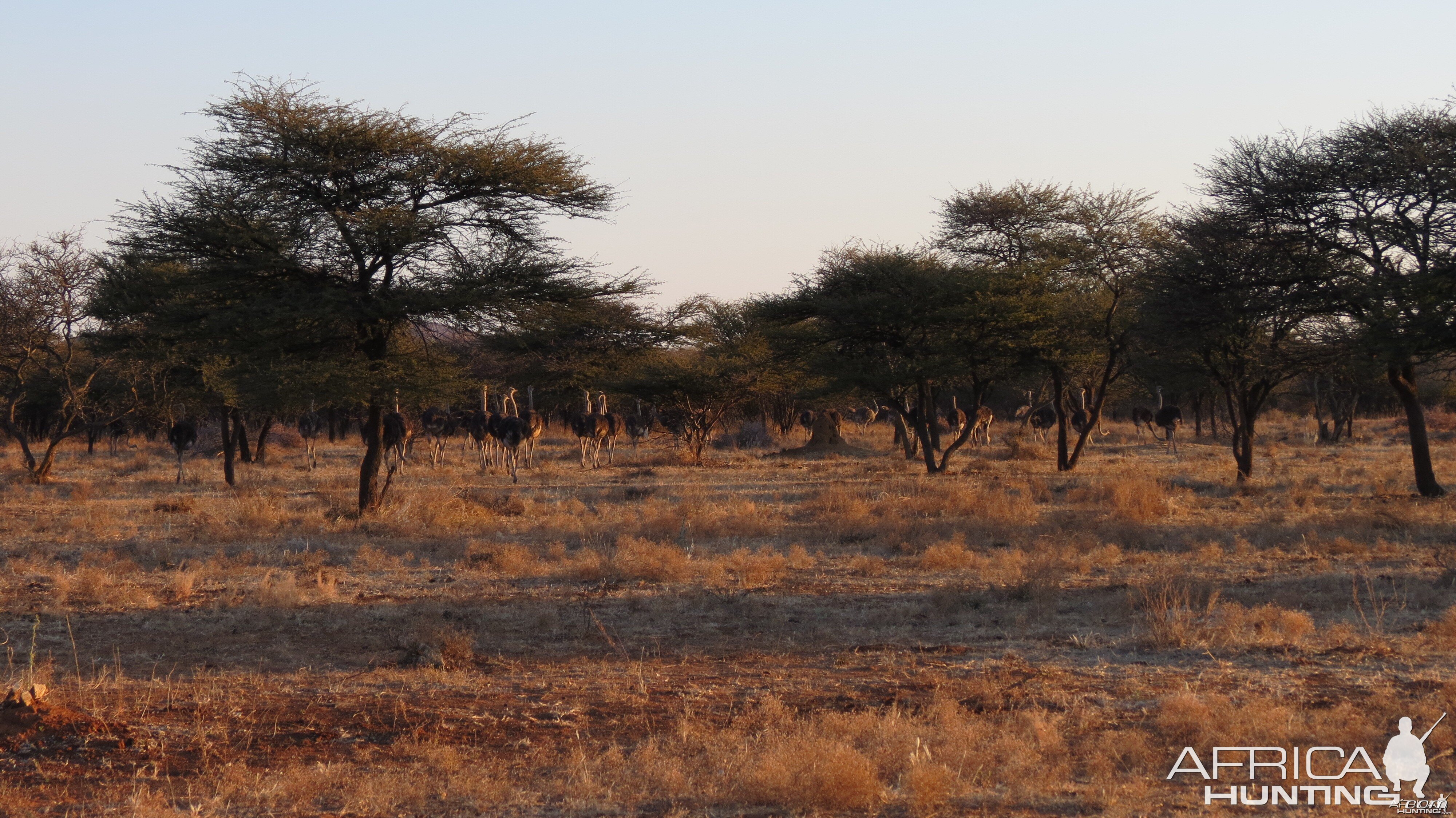 Ostrich Namibia