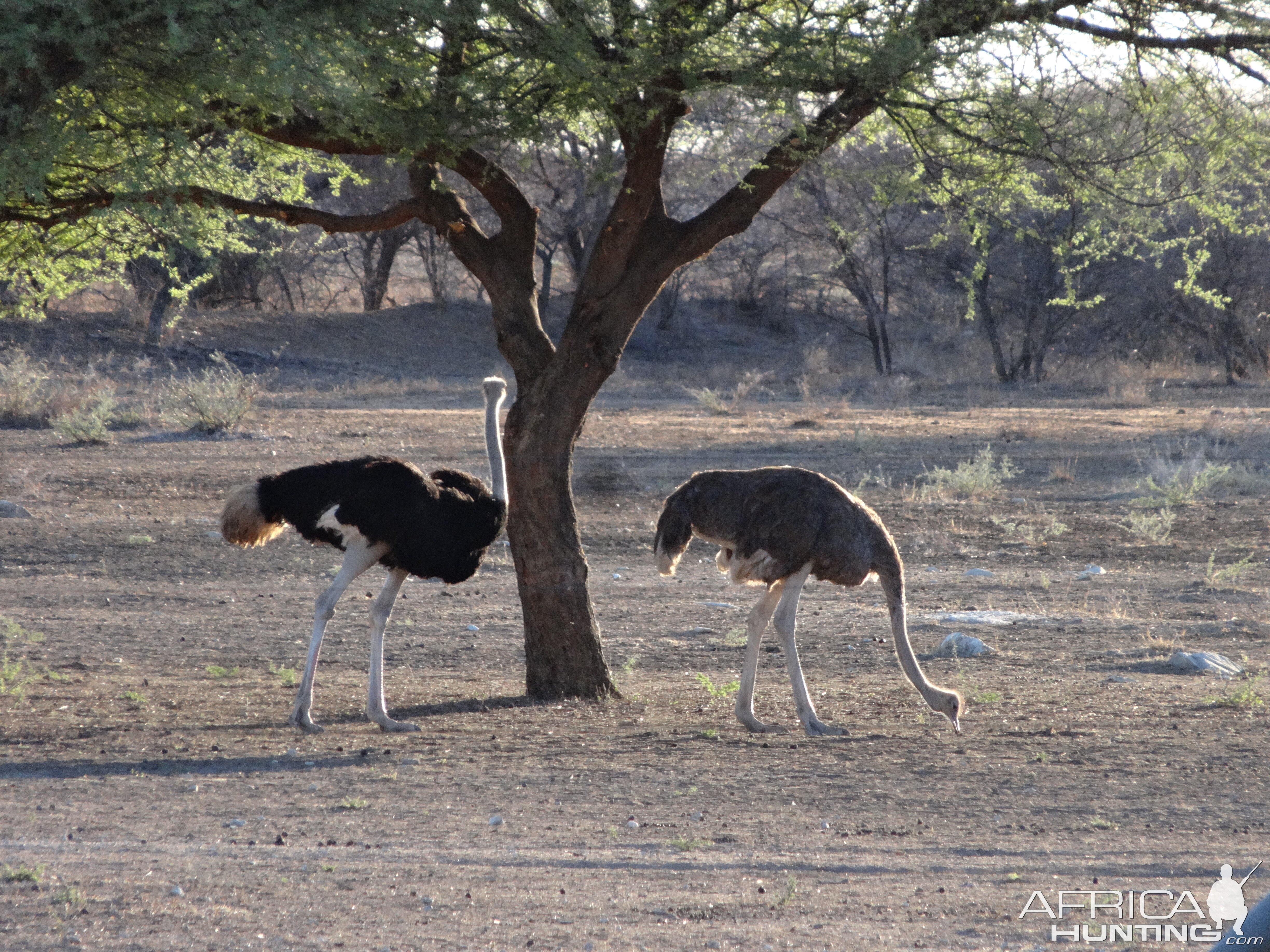 Ostrich Namibia