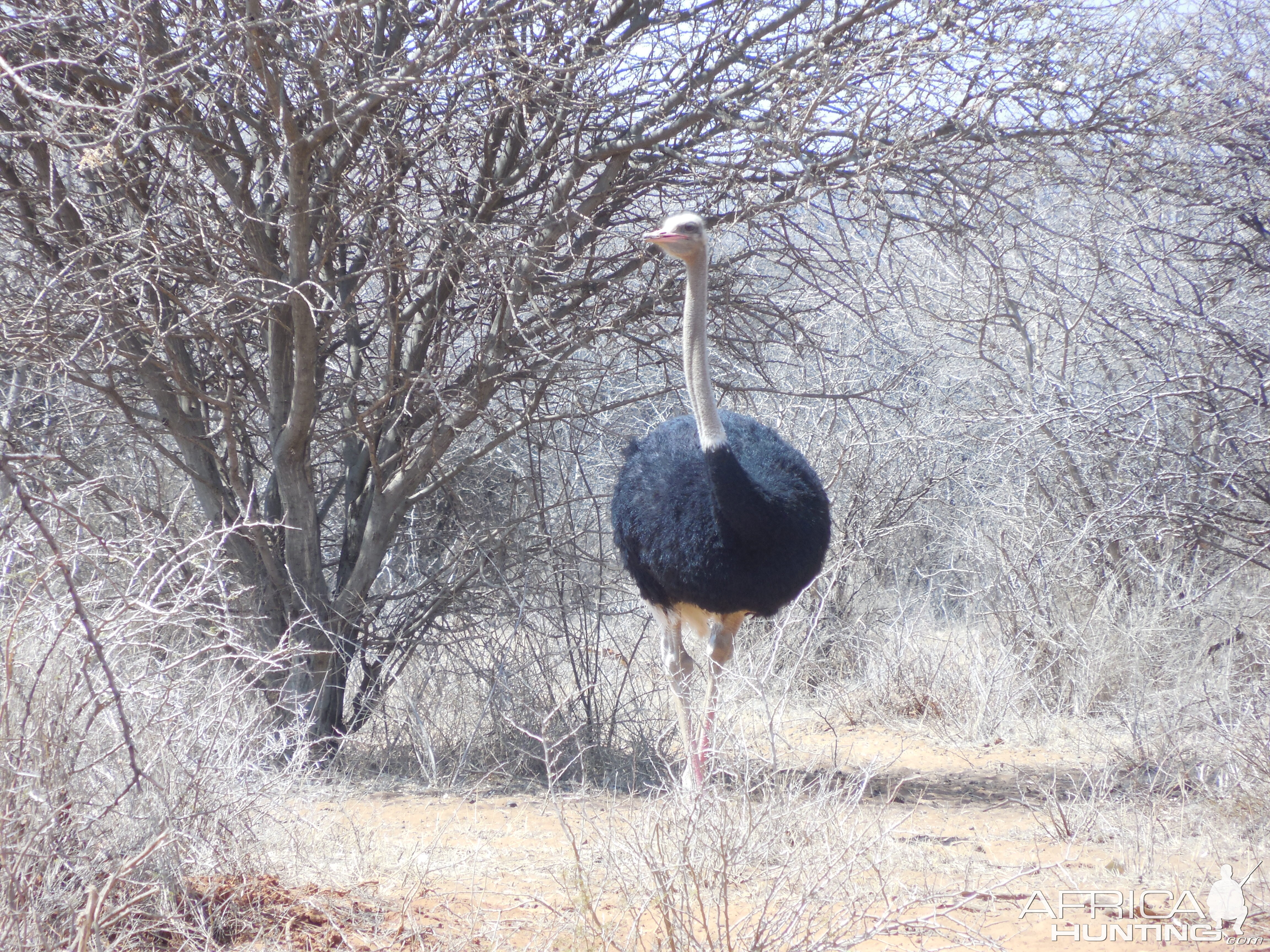 Ostrich Namibia