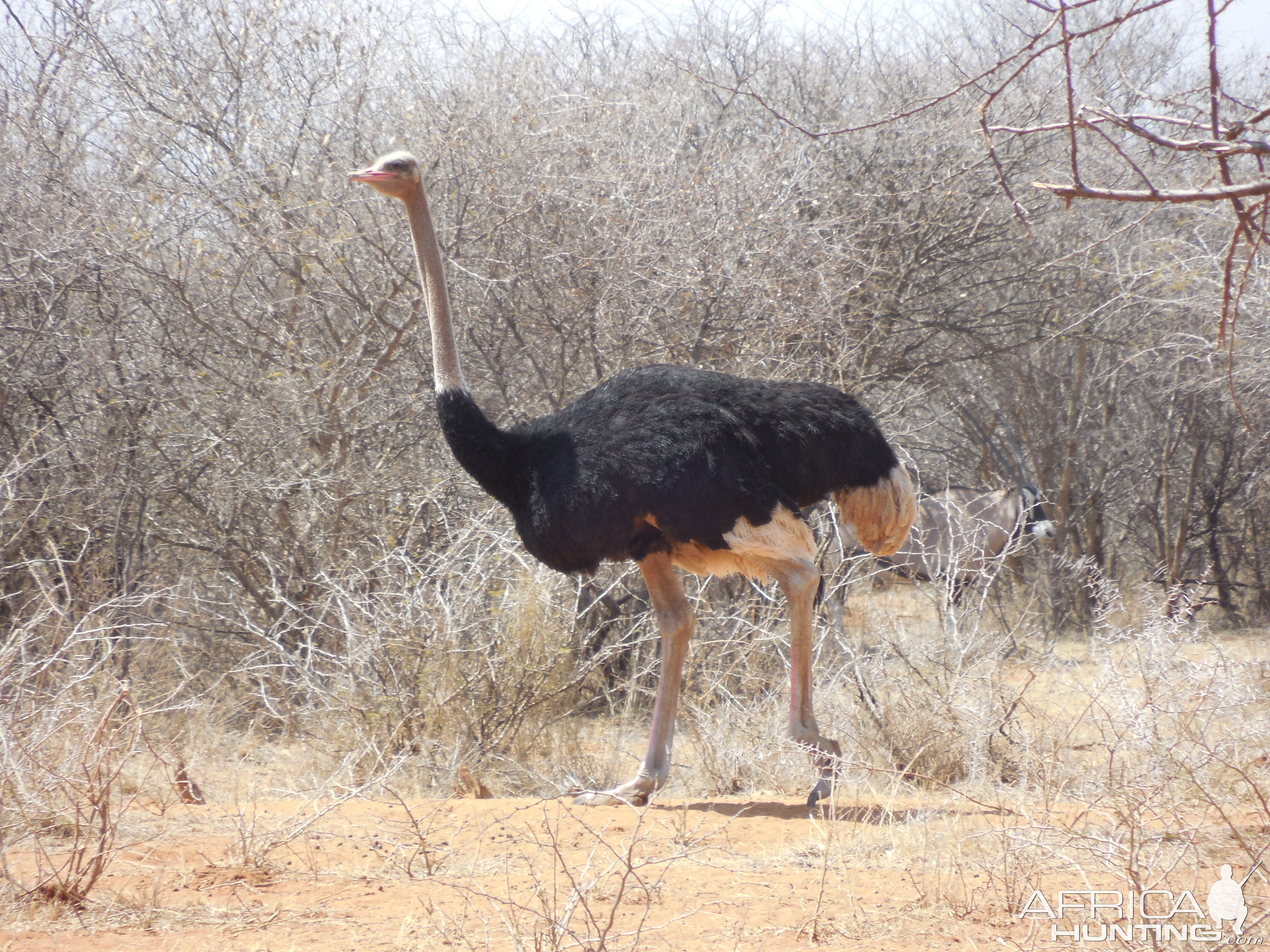 Ostrich Namibia