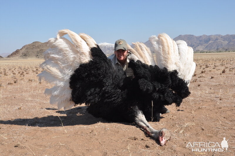 Ostrich Namibia