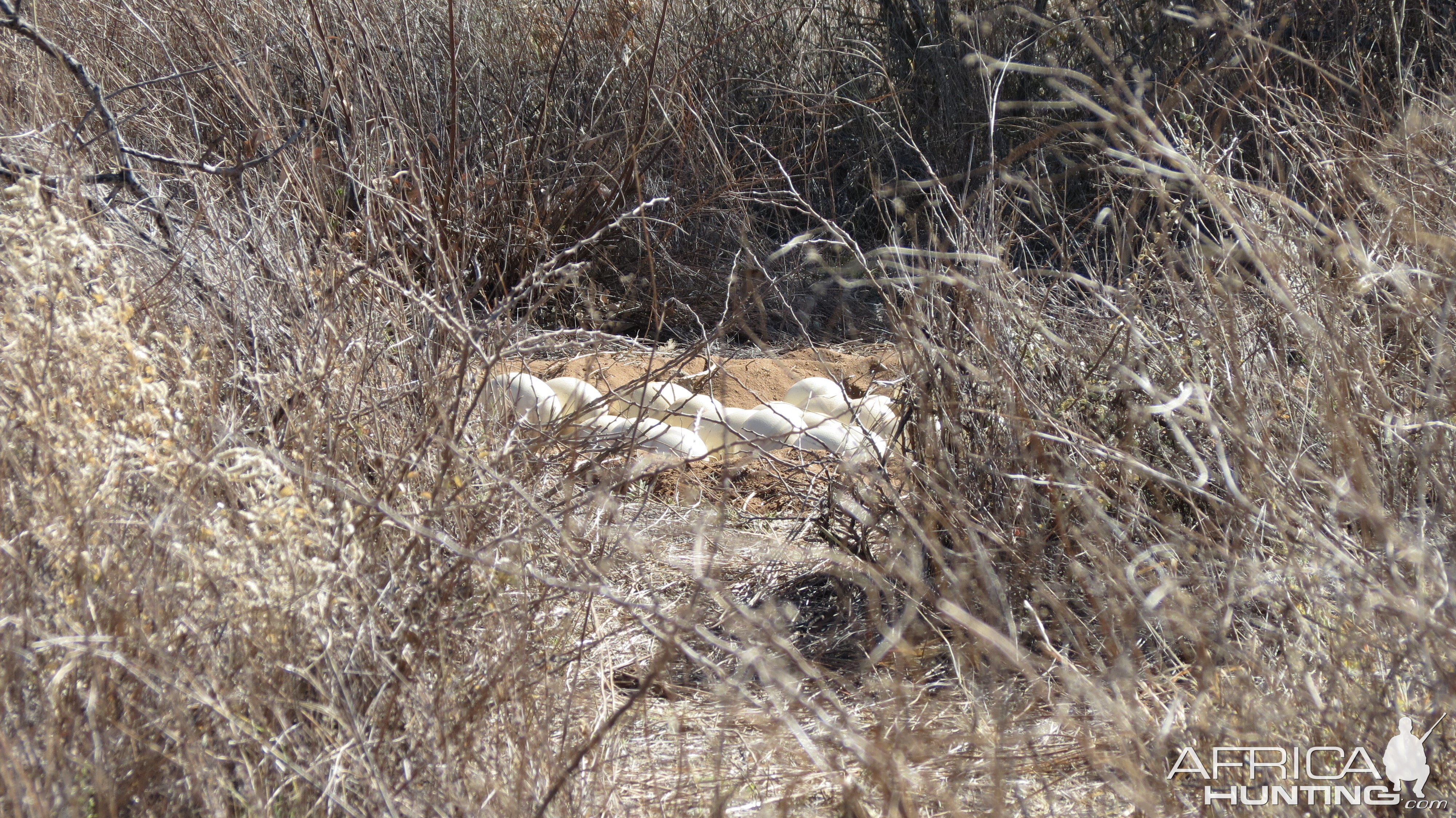 Ostrich nest Namibia