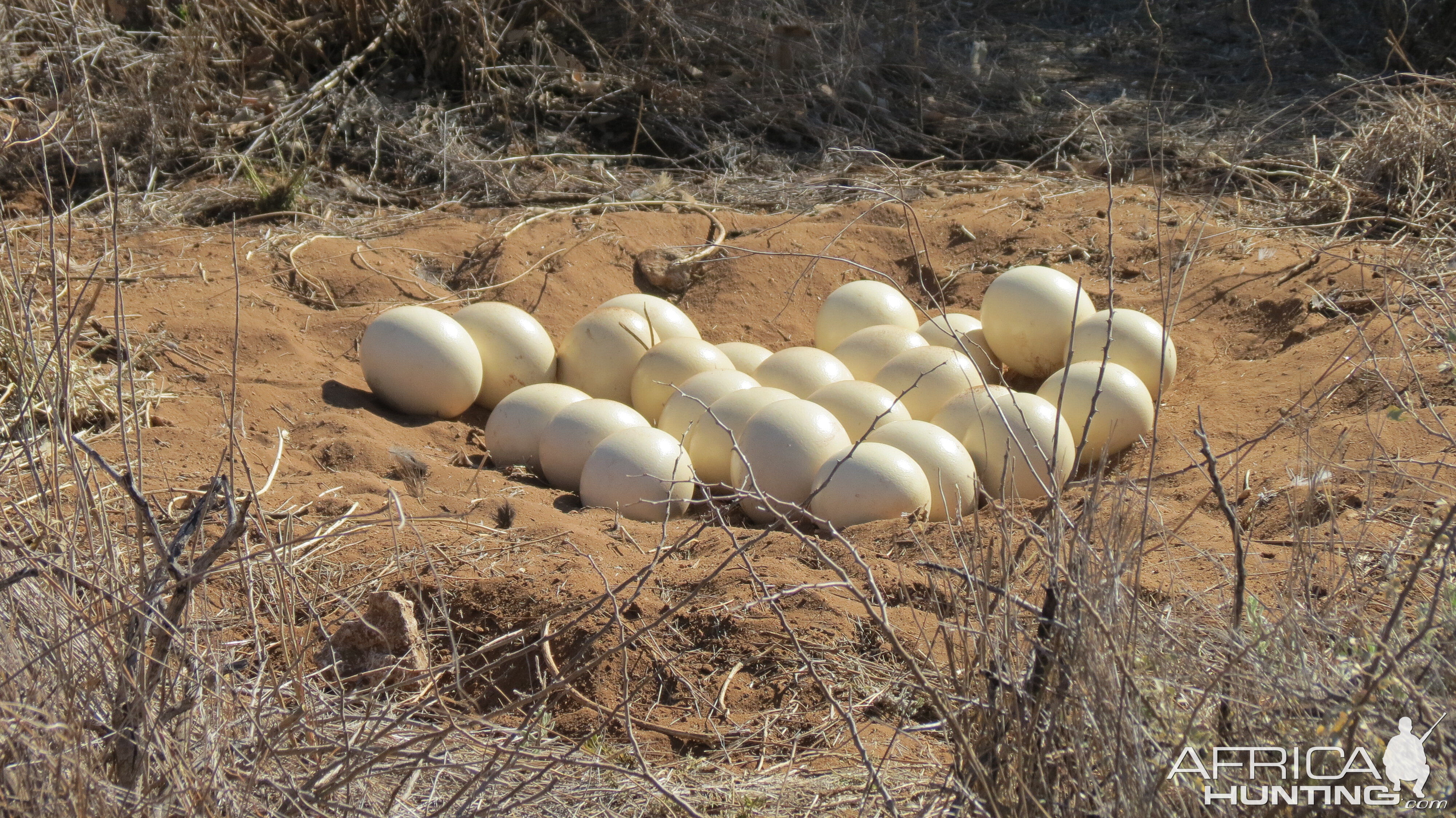 Ostrich nest Namibia