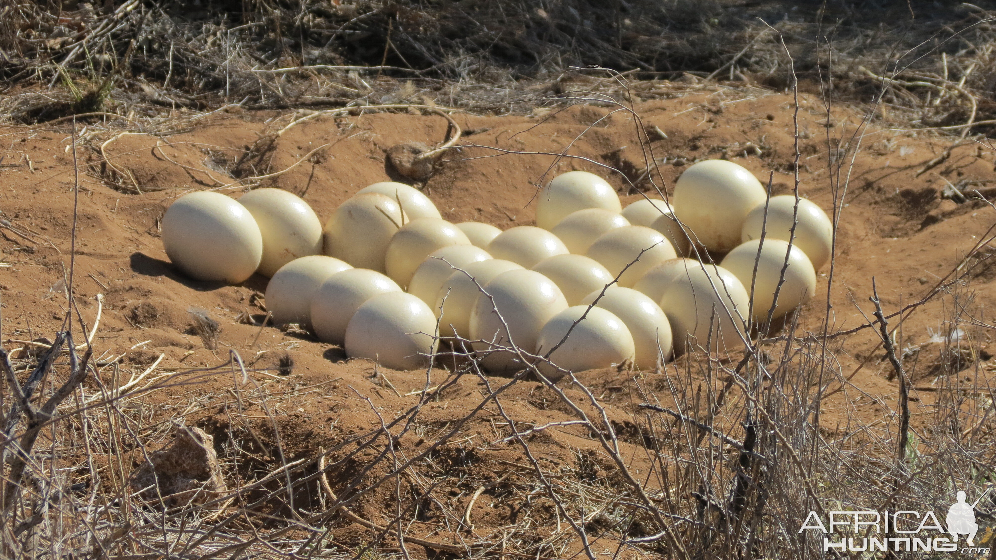 Ostrich nest Namibia