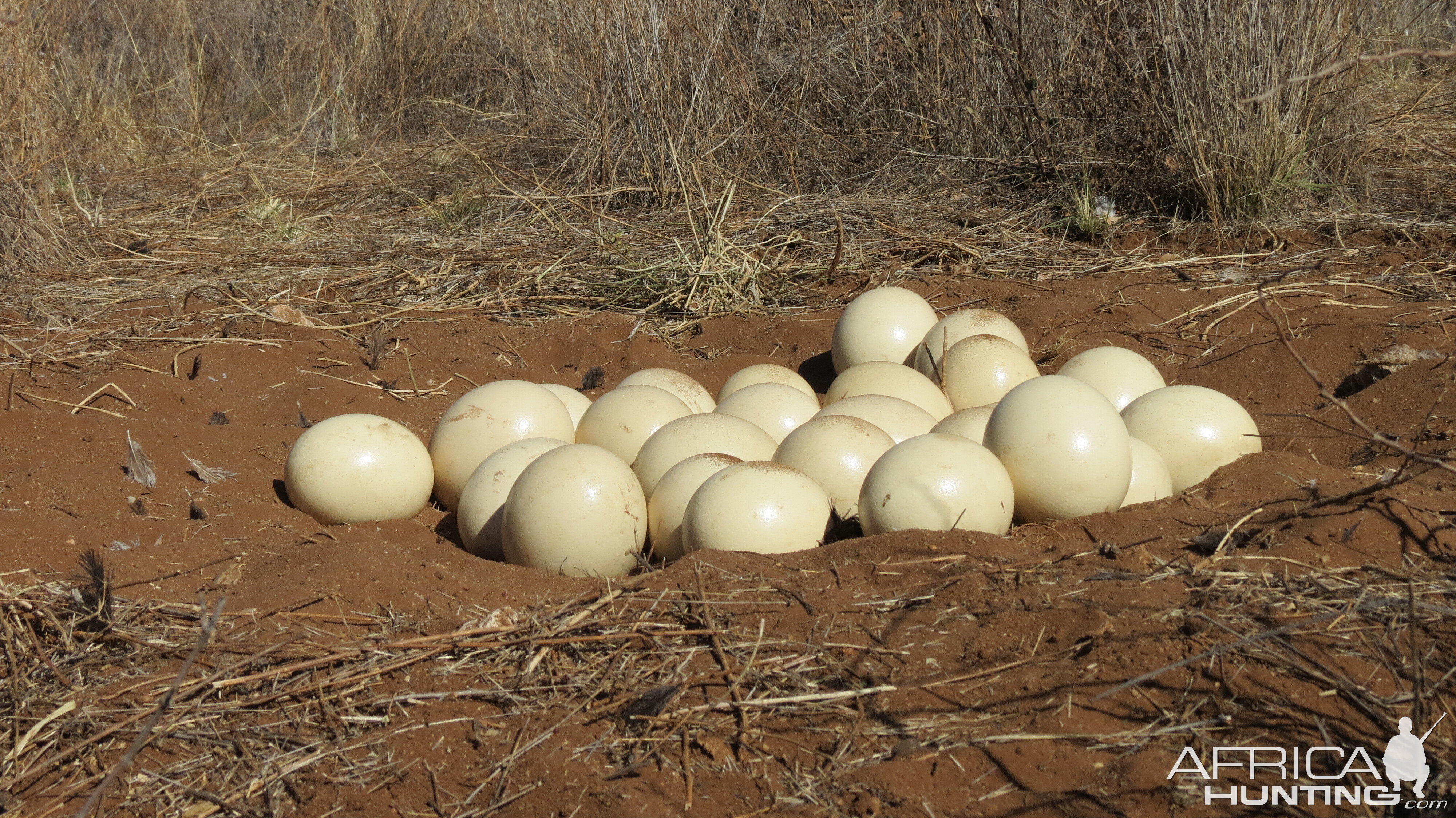 Ostrich nest Namibia