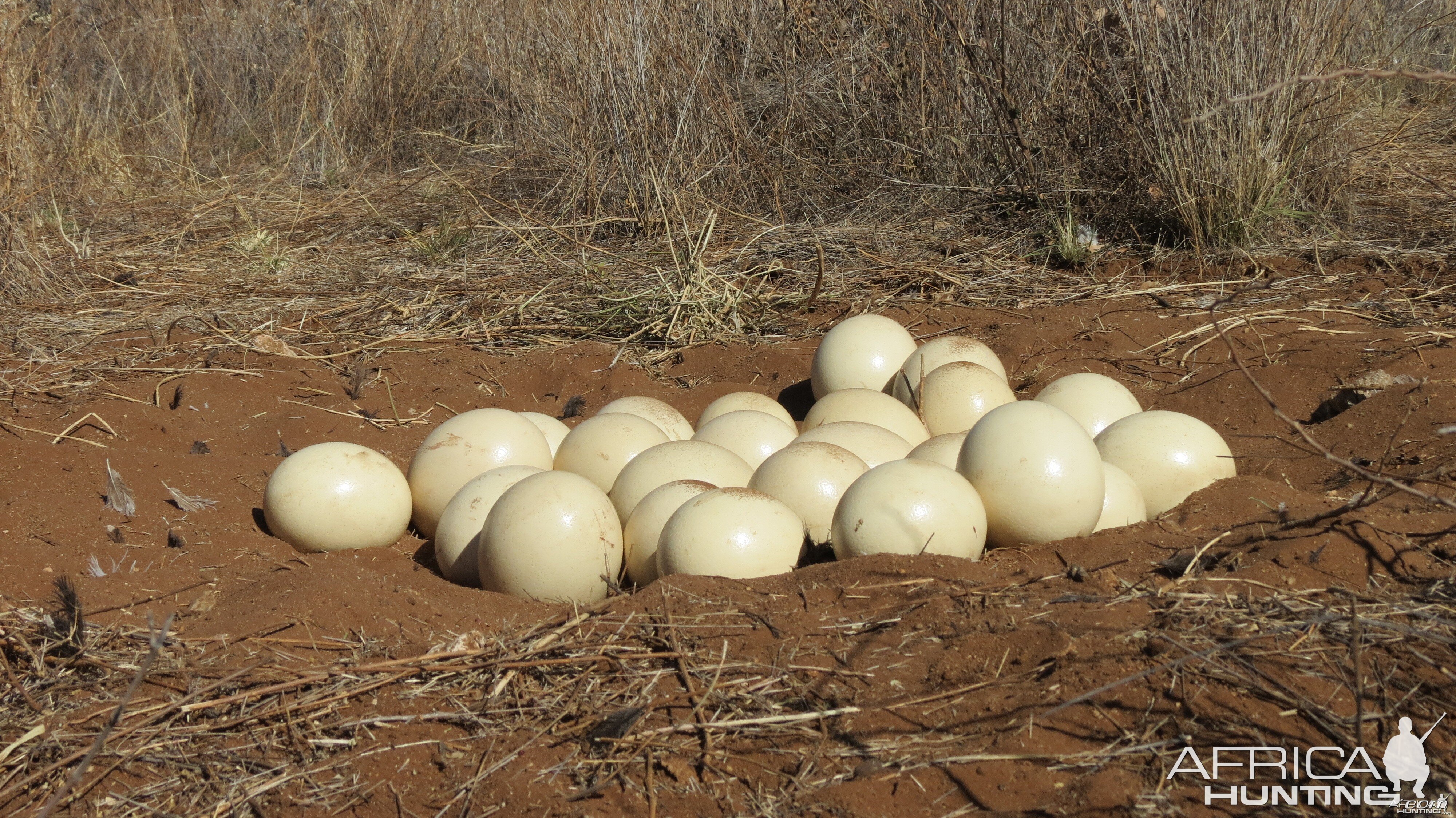 Ostrich nest Namibia