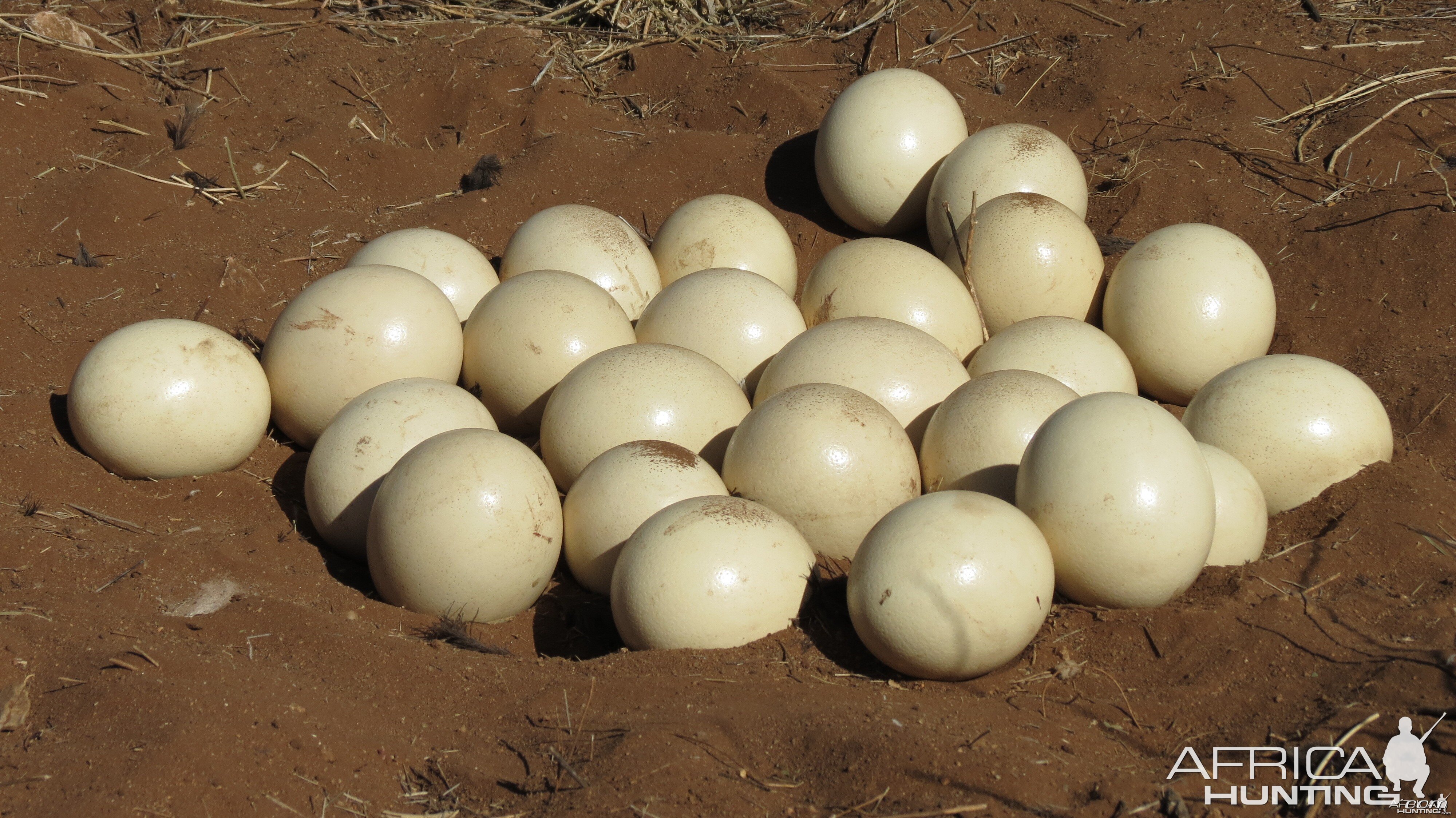 Ostrich nest Namibia