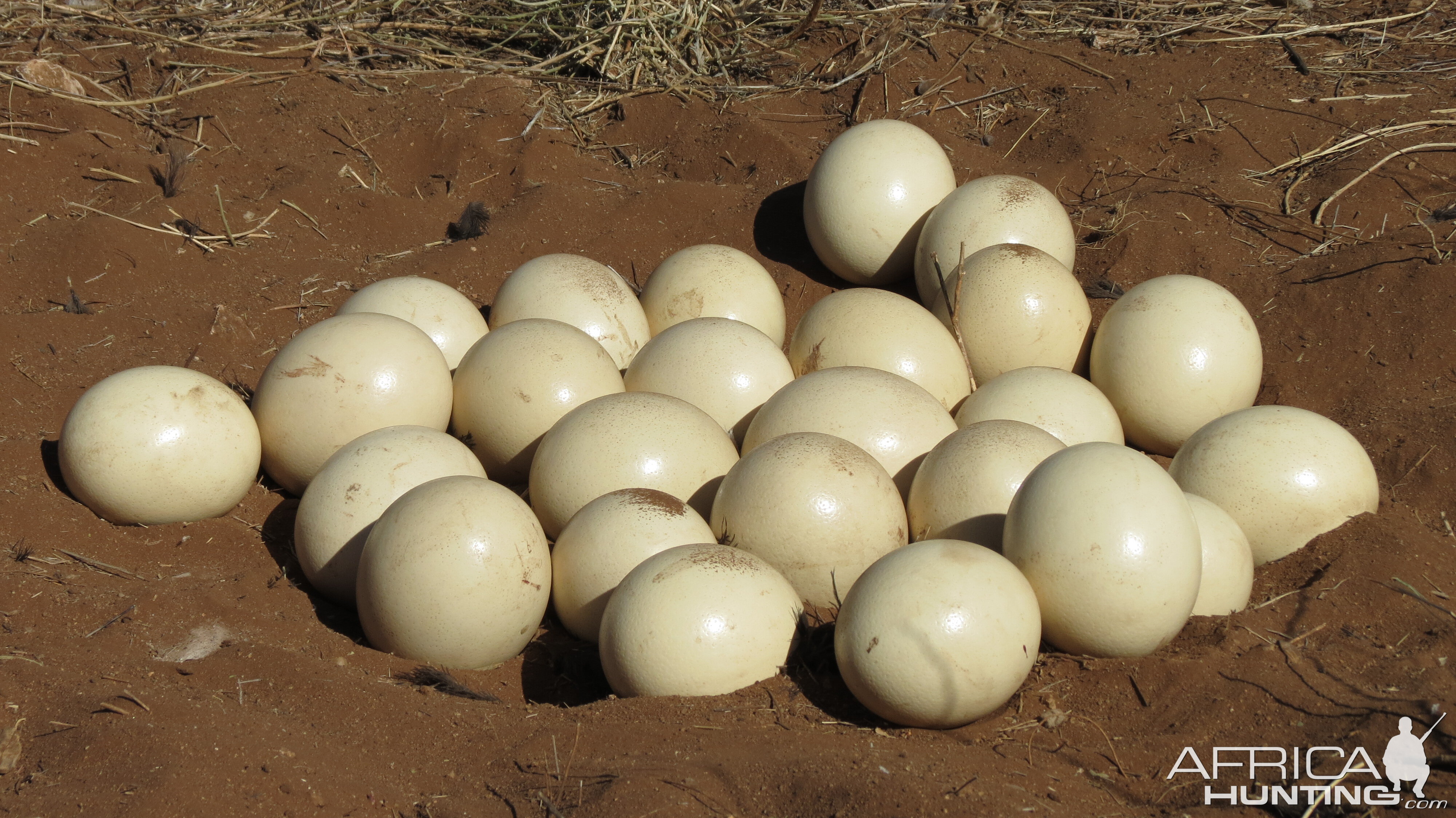 Ostrich nest Namibia