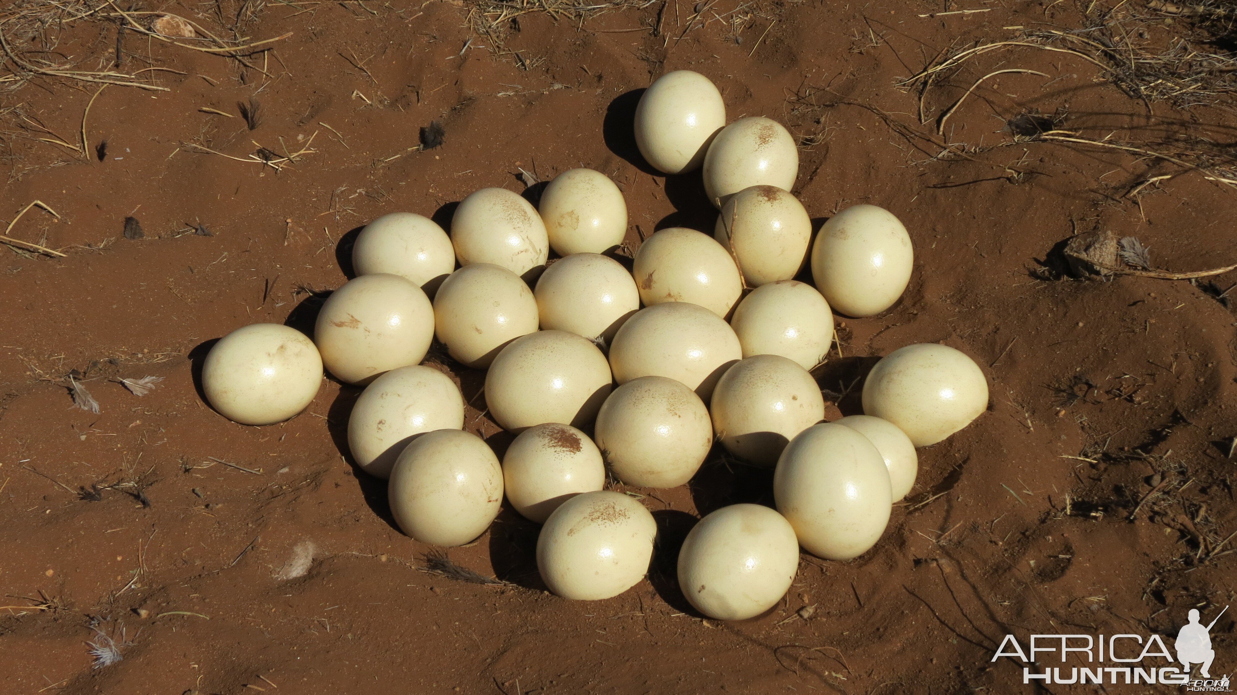 Ostrich nest Namibia