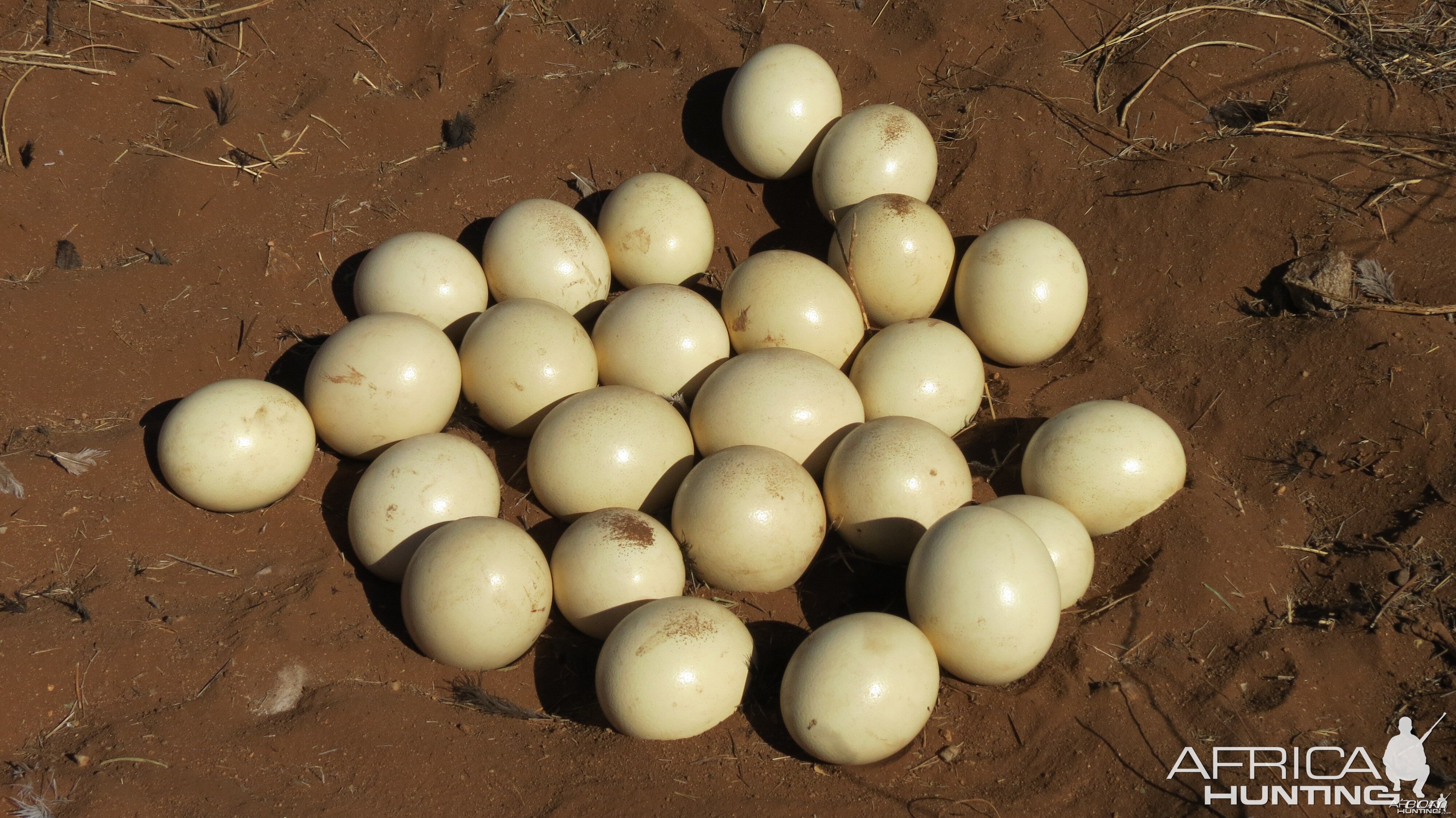 Ostrich nest Namibia