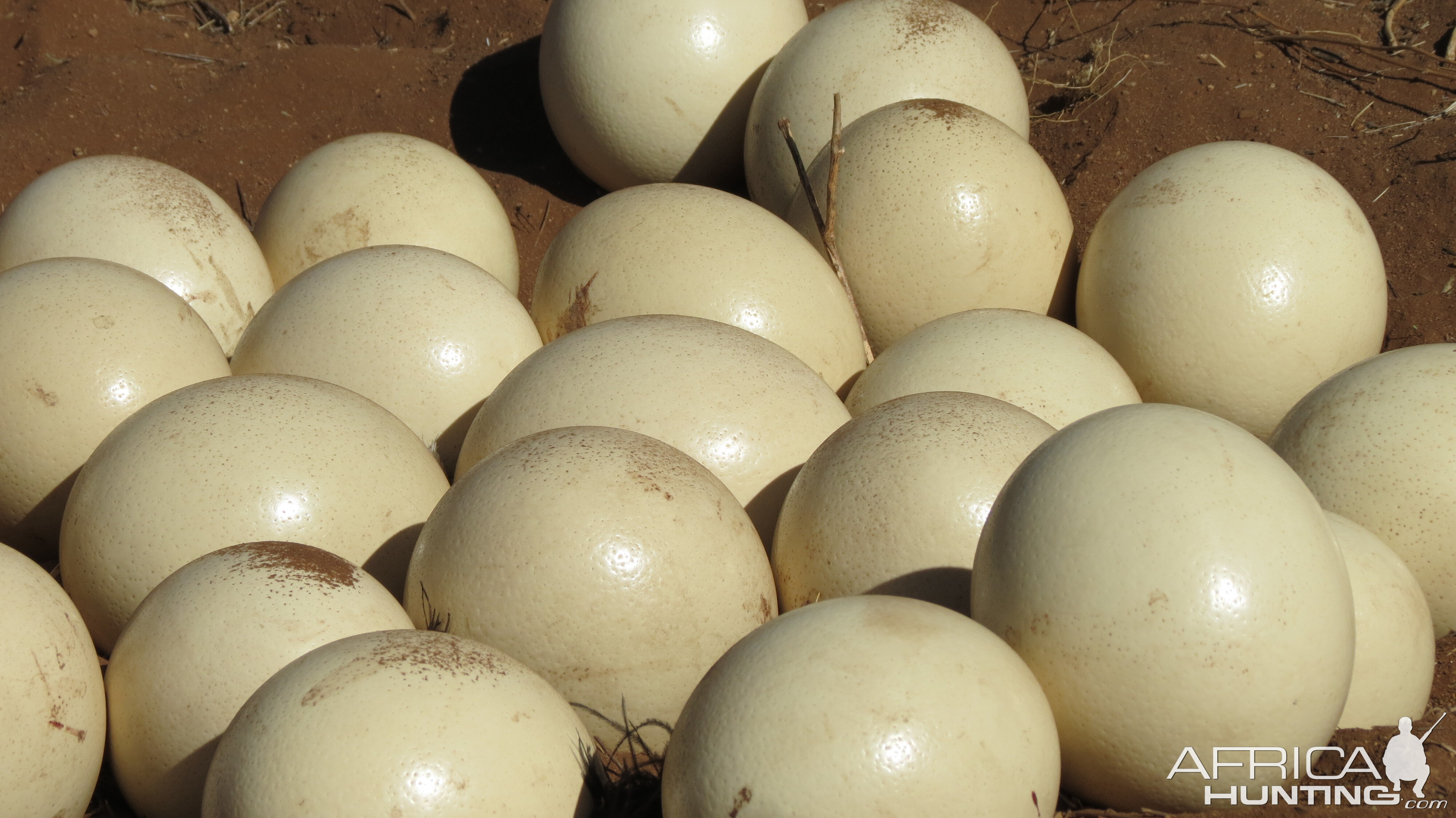 Ostrich nest Namibia