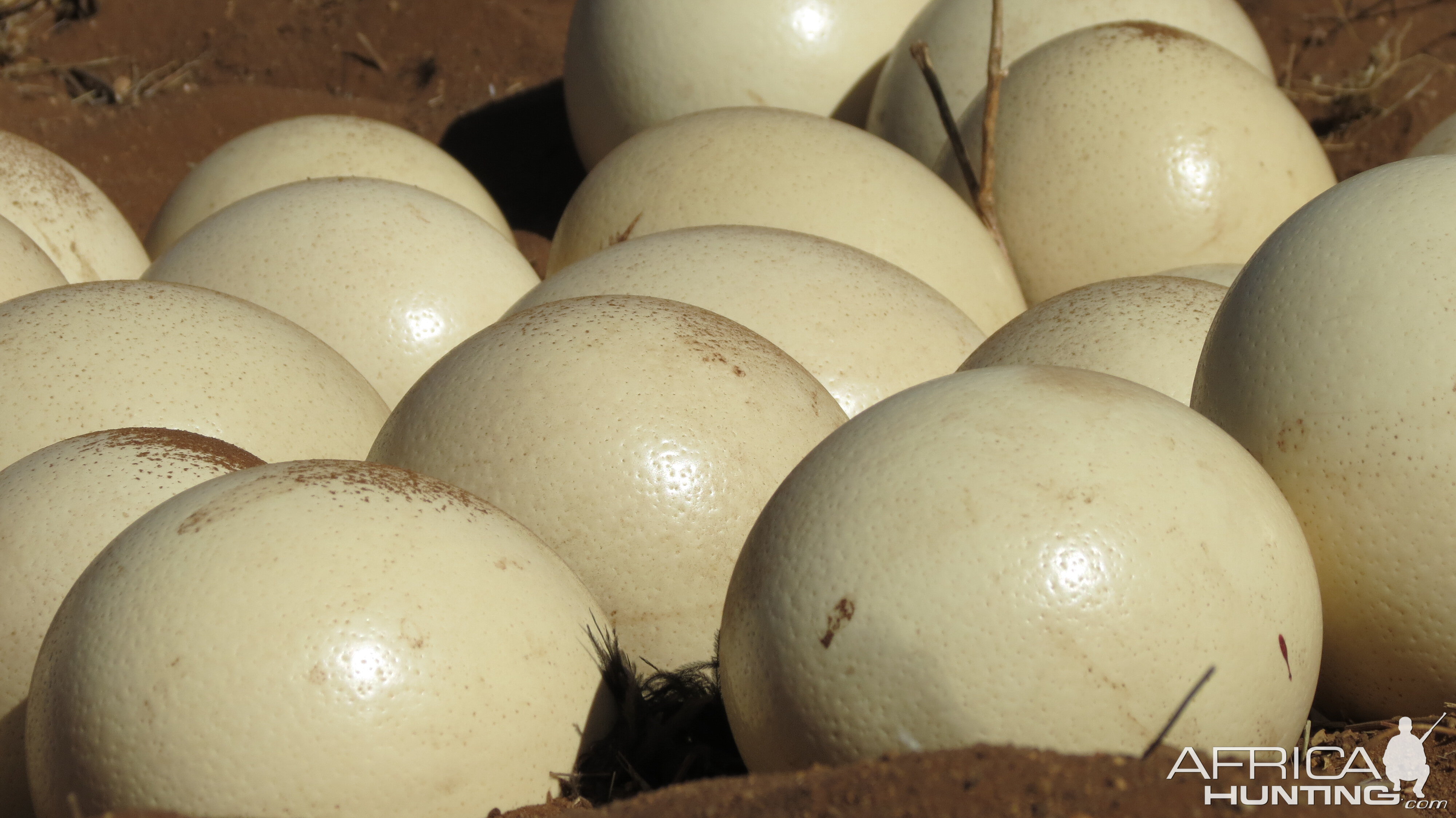 Ostrich nest Namibia