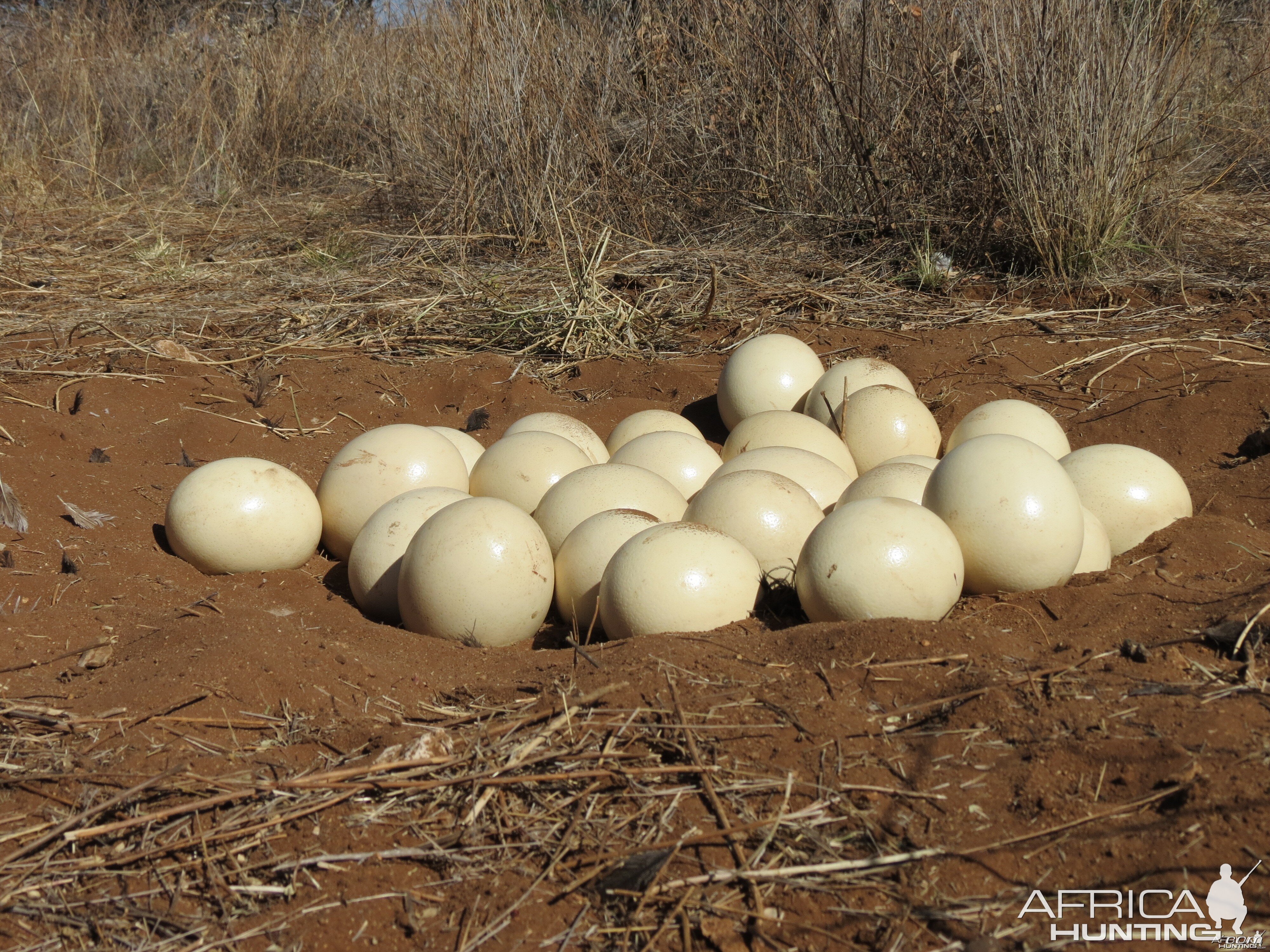 Ostrich nest Namibia