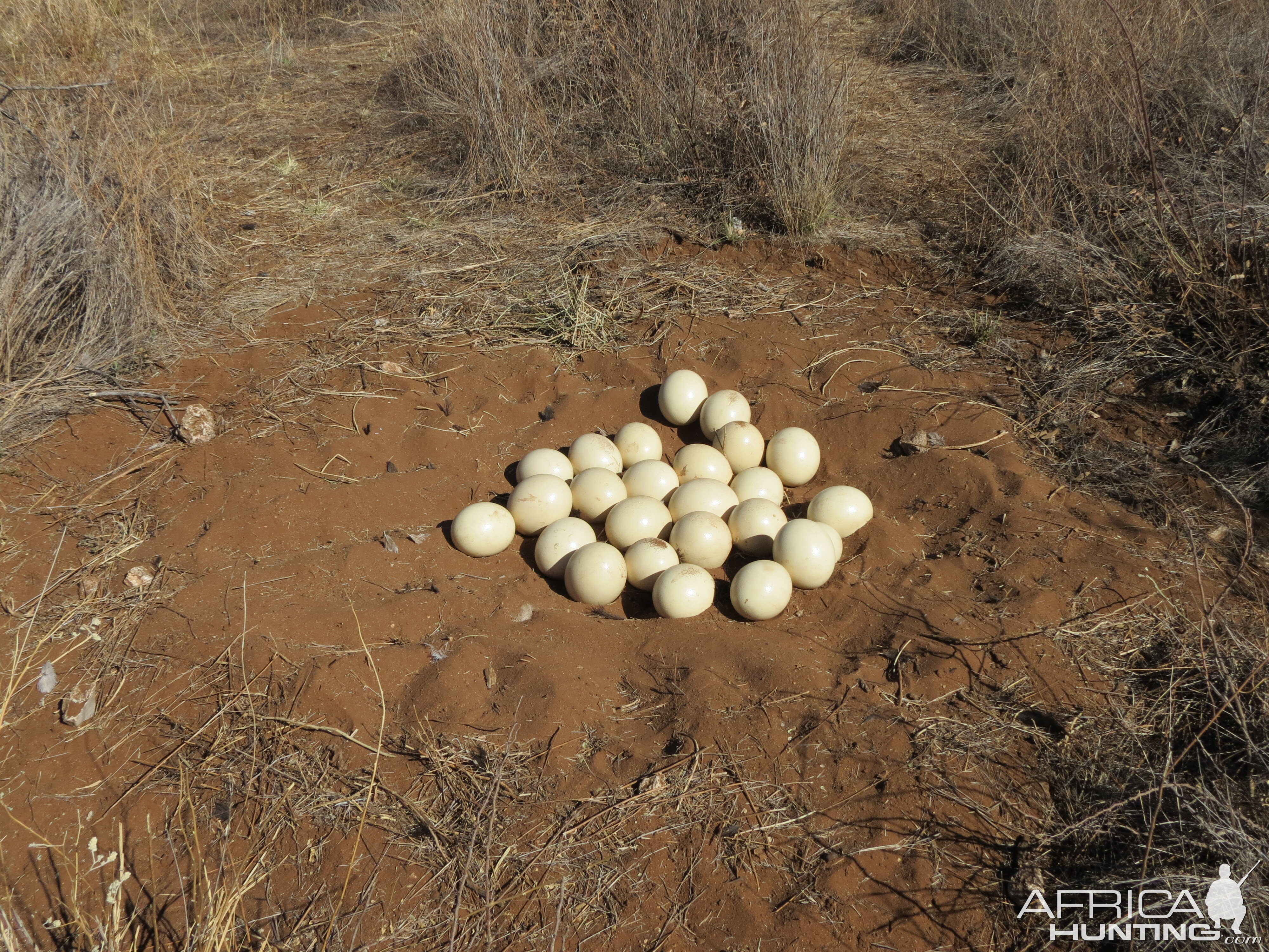 Ostrich nest Namibia