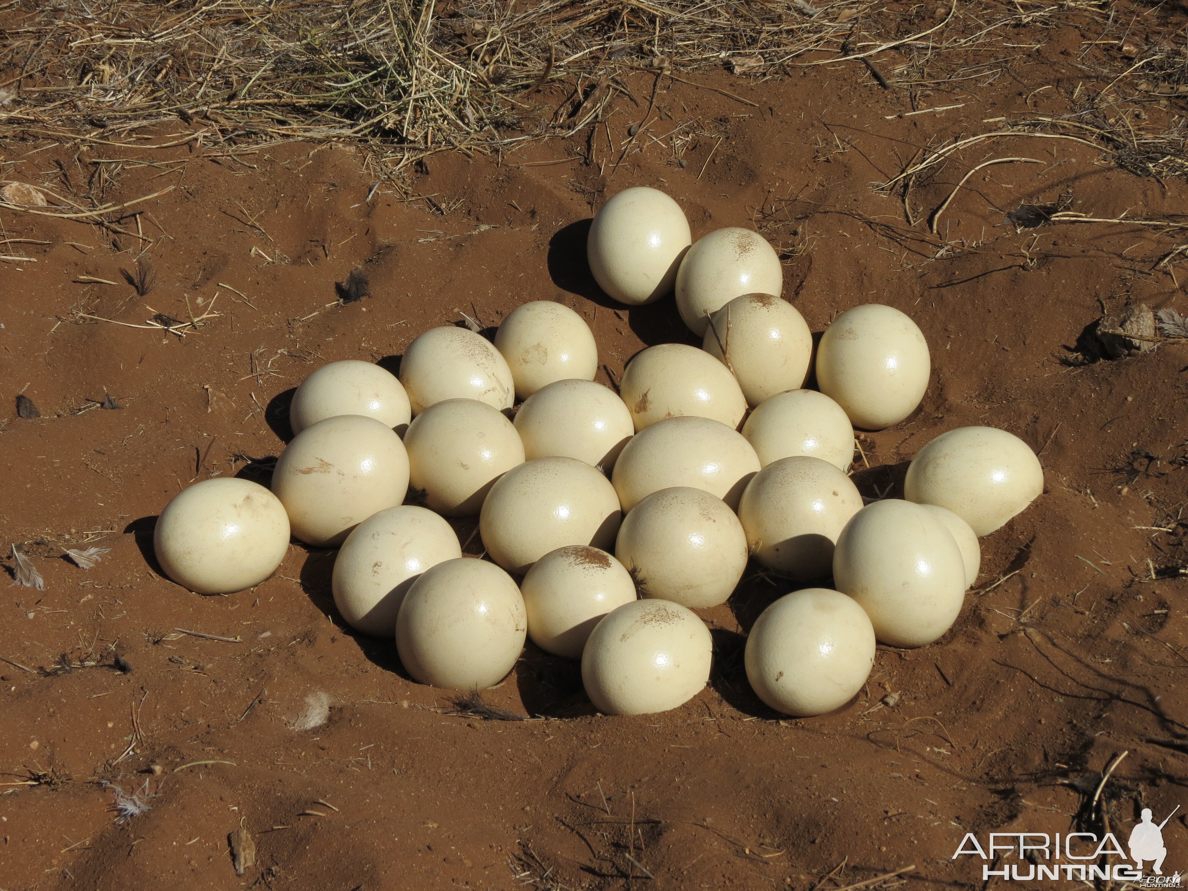 Ostrich nest Namibia