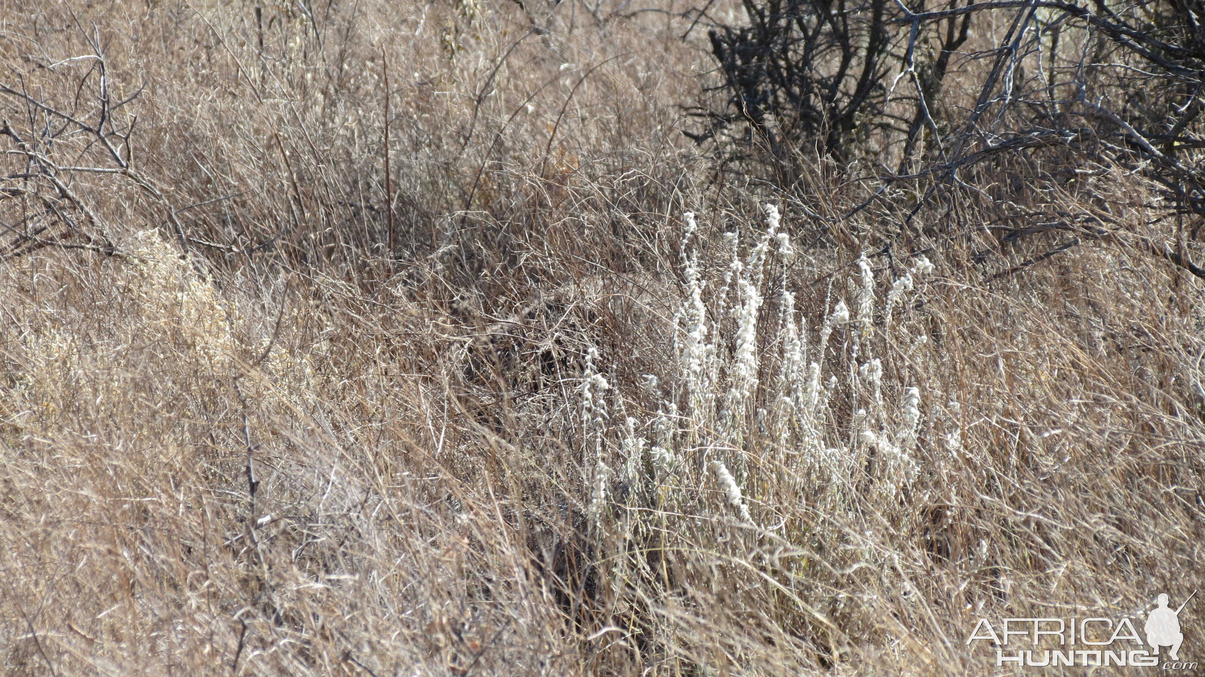 Ostrich on nest Namibia