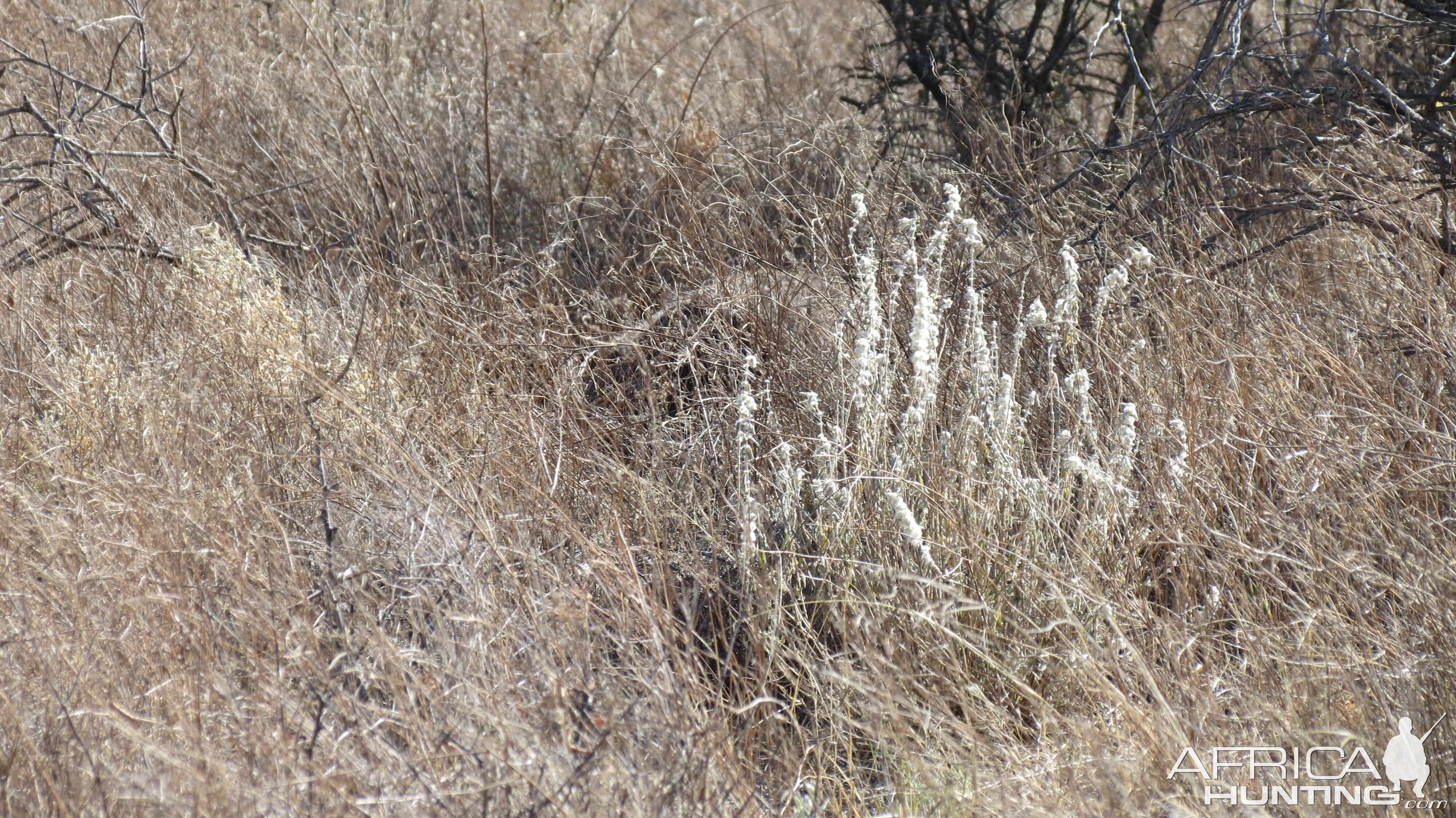 Ostrich on nest Namibia